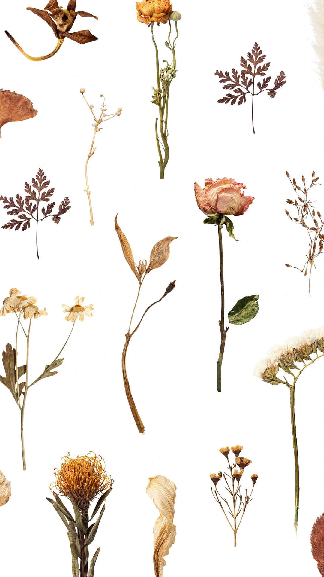 Dried Flowers Backgrounds