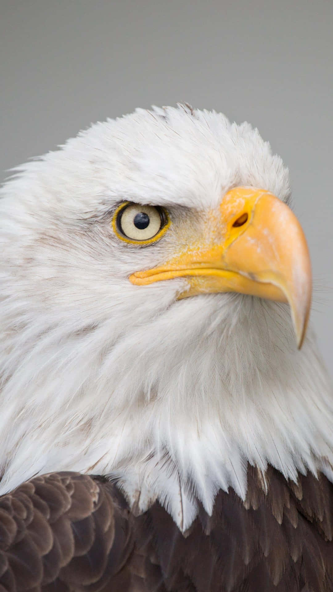 Captivating Eagle Iphone Wallpaper