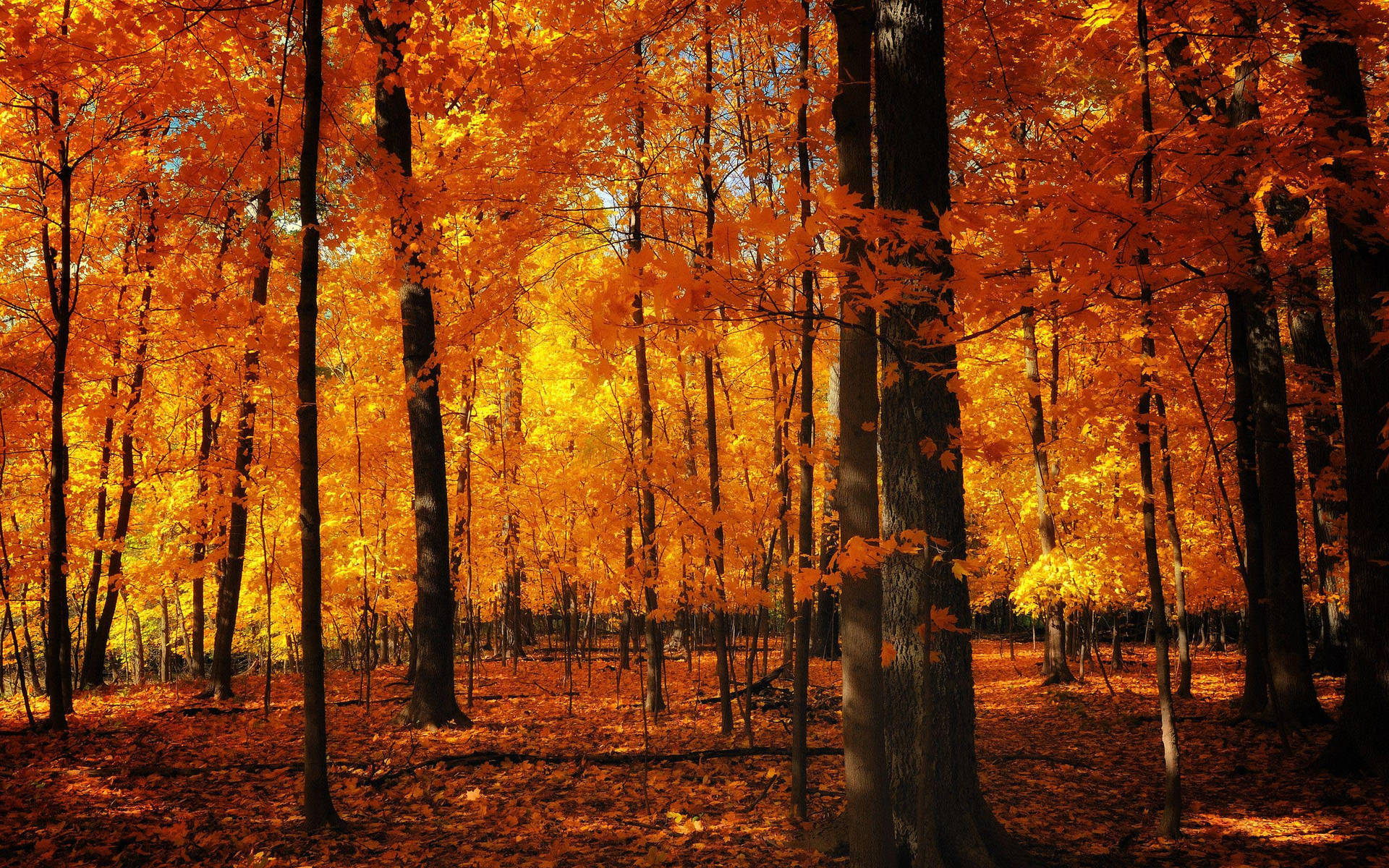 Captivating Fall Aesthetic In Orange Tones Background