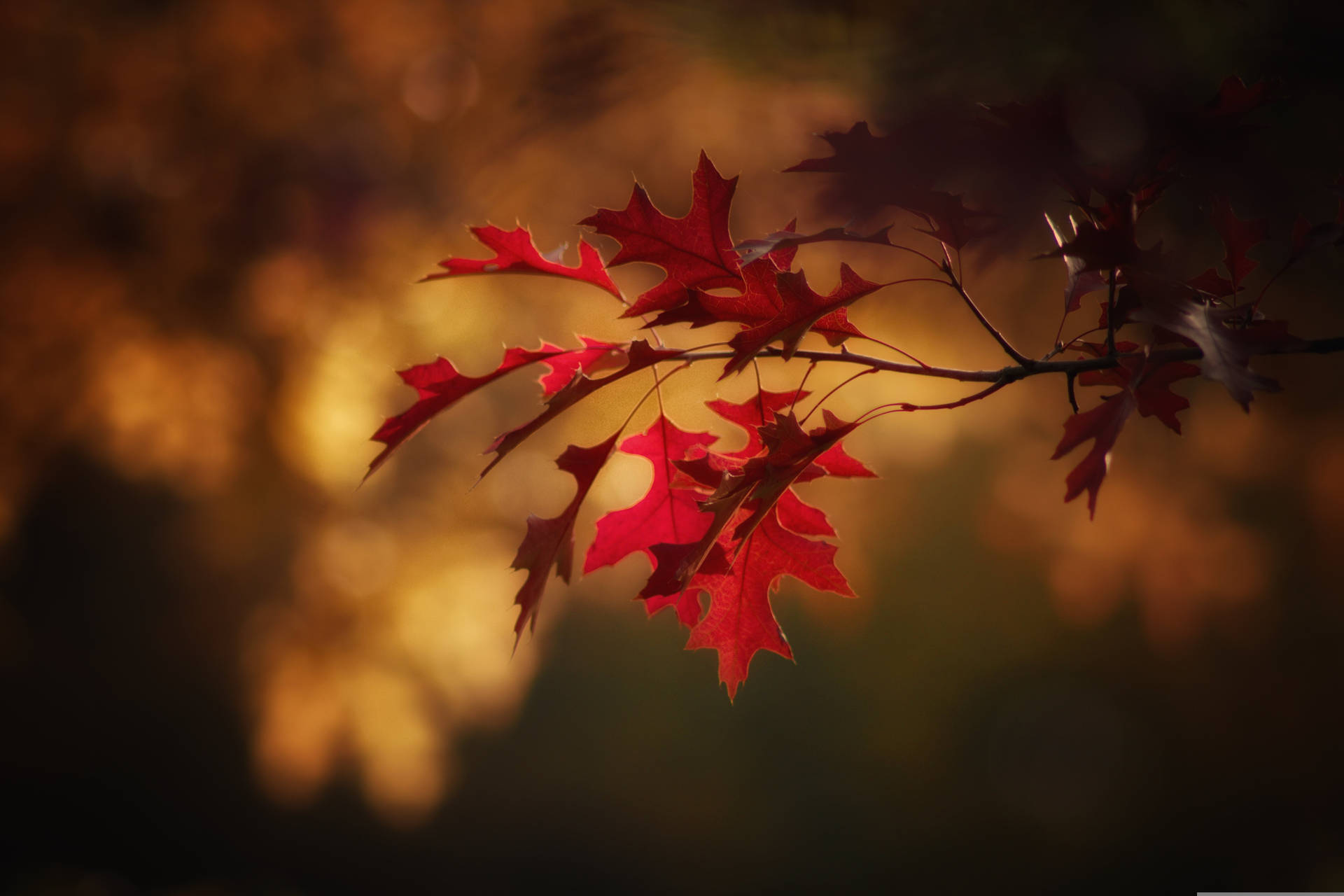 Captivating Fall Foliage In Full Force Background