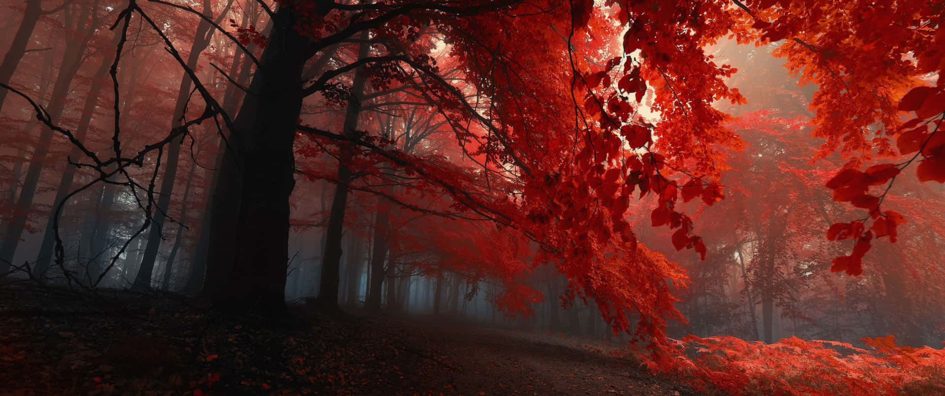 Captivating Forest Red Ultra Wide Hd