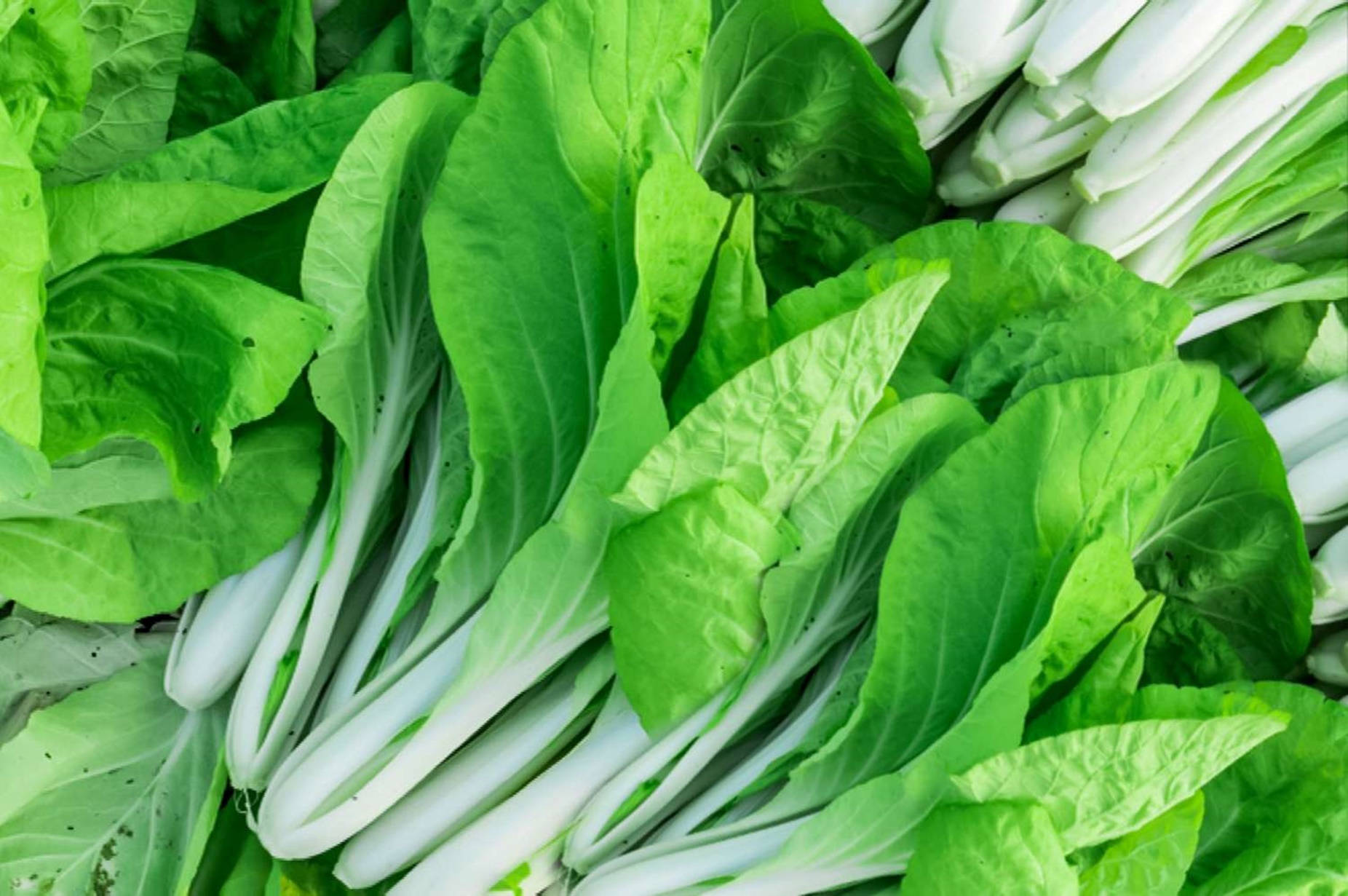 Captivating Fresh Bok Choy Background