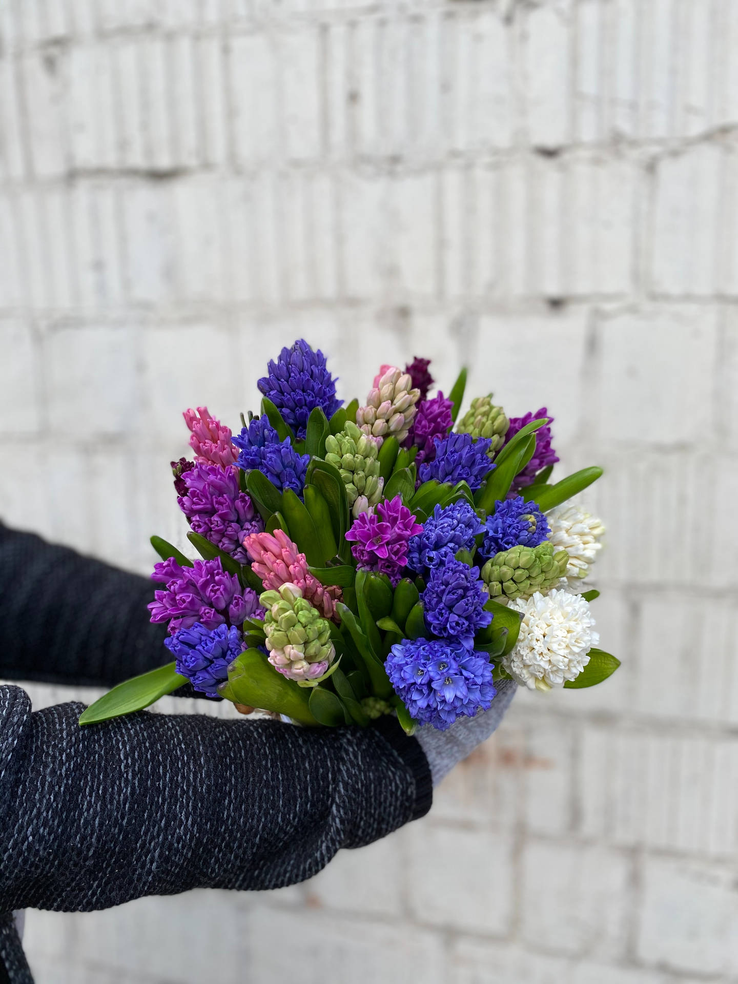 Captivating Fresh Hyacinths Flower Bouquet Background