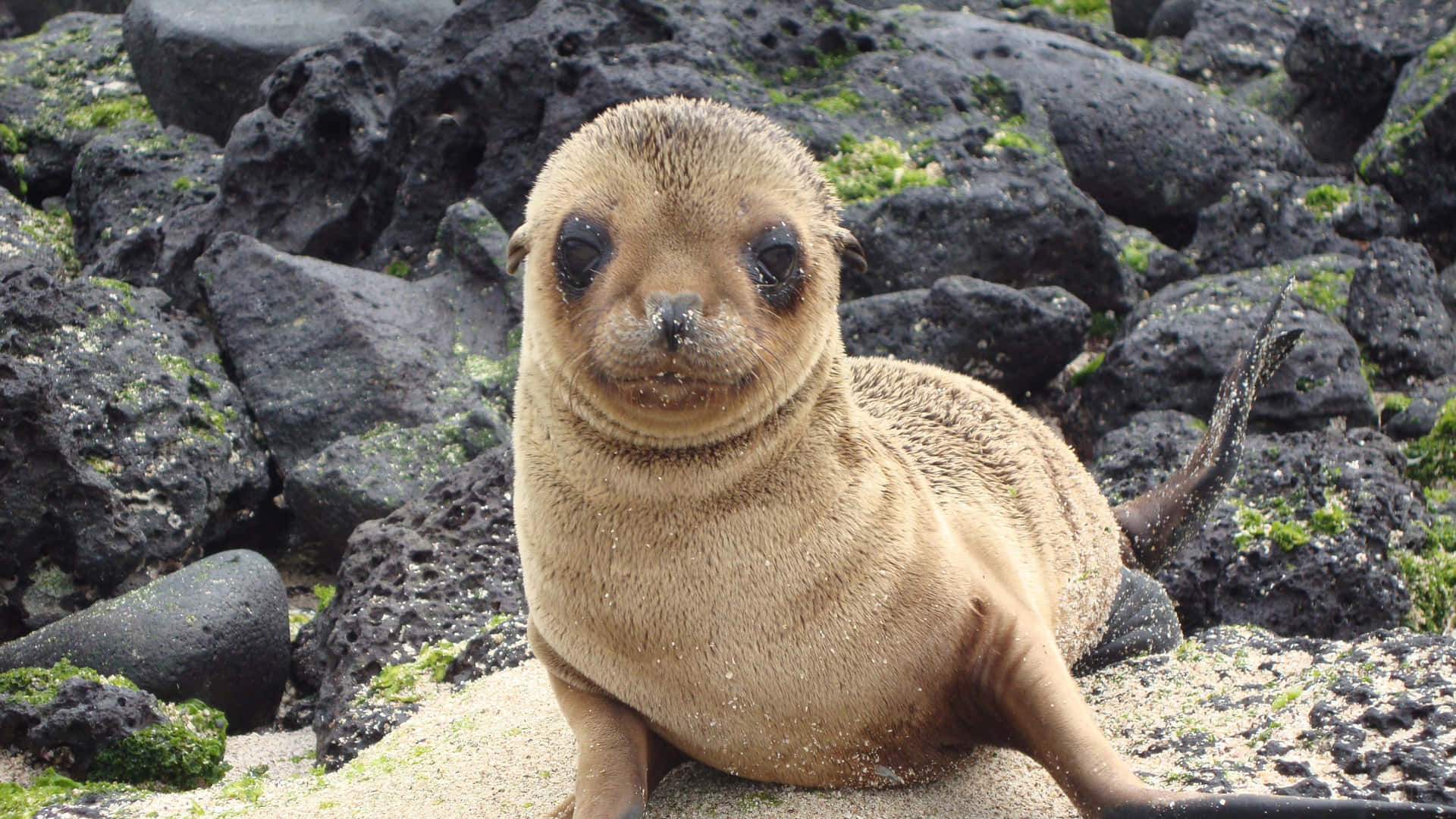 Captivating Fur Seal Of The Galapagos Islands Background