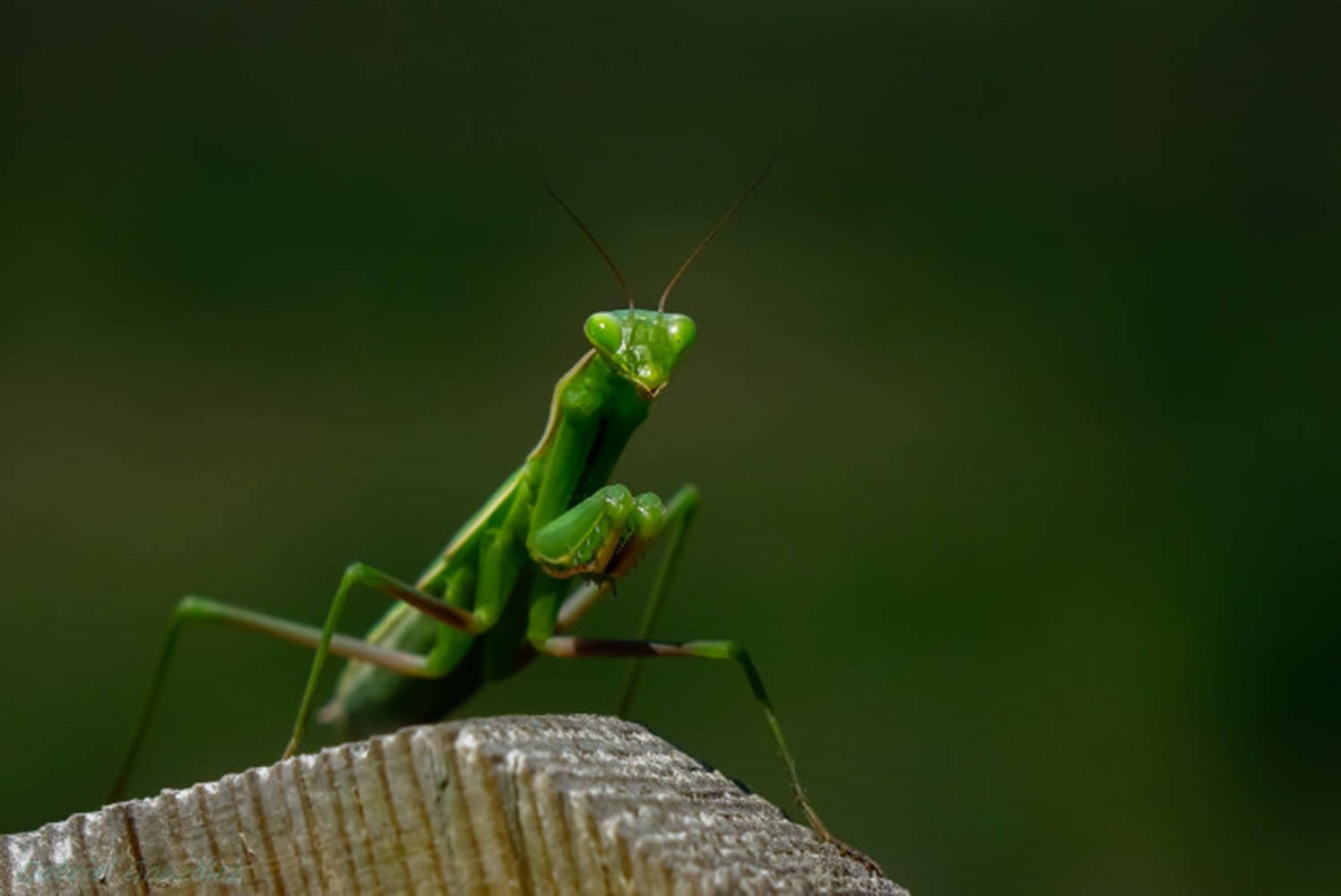 Captivating Gaze Of A Praying Mantis