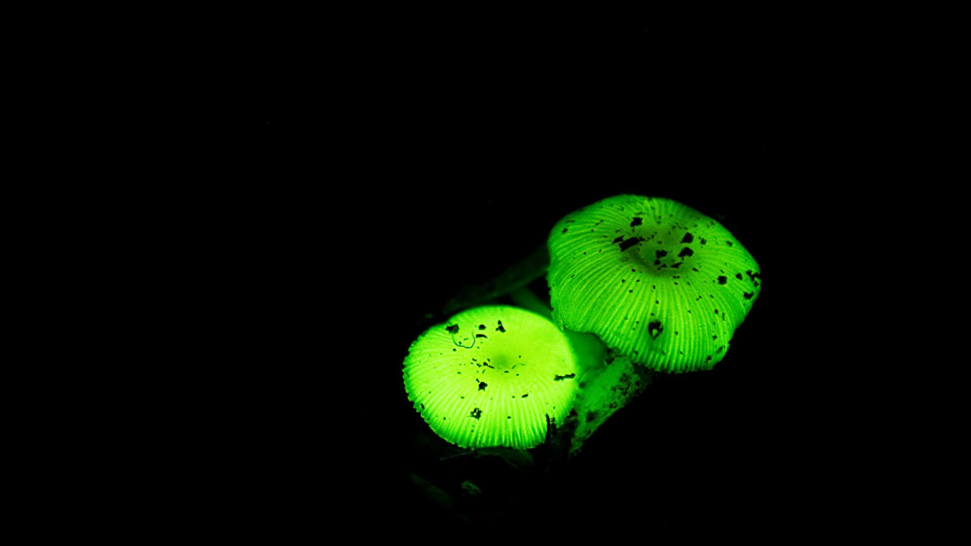 Captivating Glow In The Dark Forest