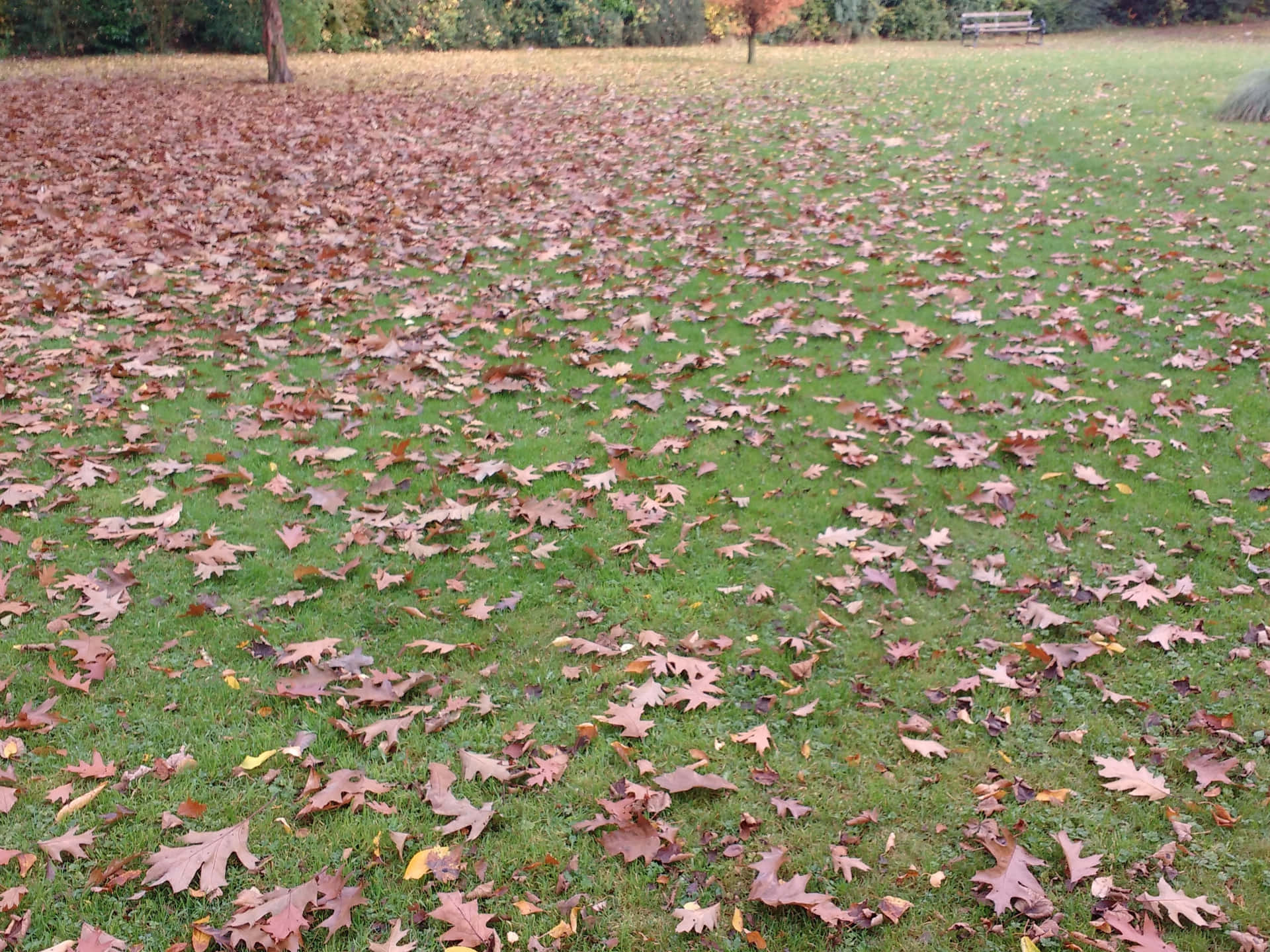 Captivating Green Leaf Background