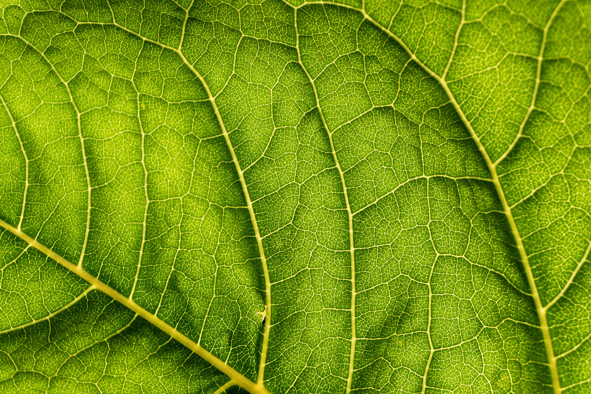 Captivating Green Leaf In Natural Light