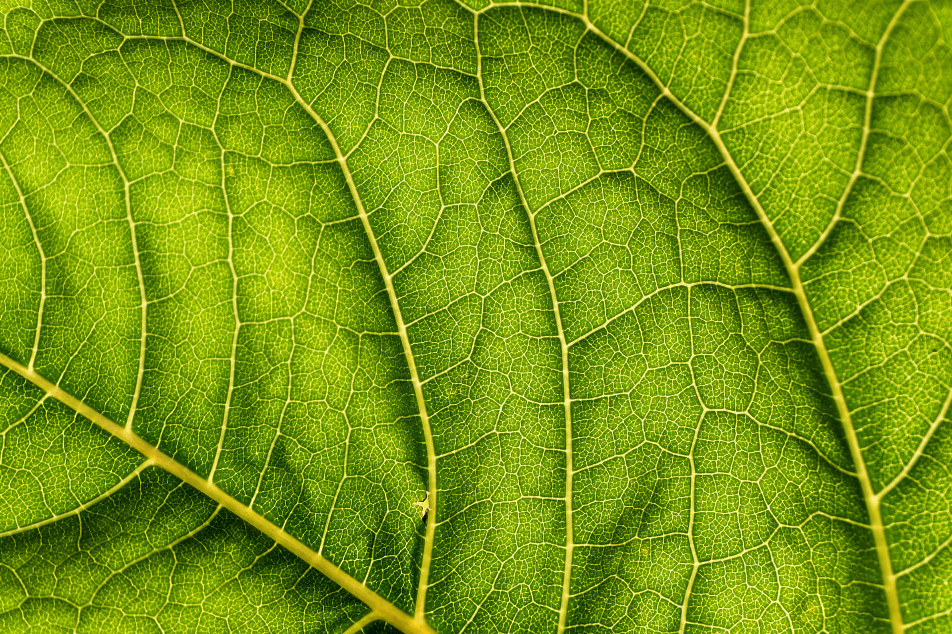 Captivating Green Leaf In Natural Light Background