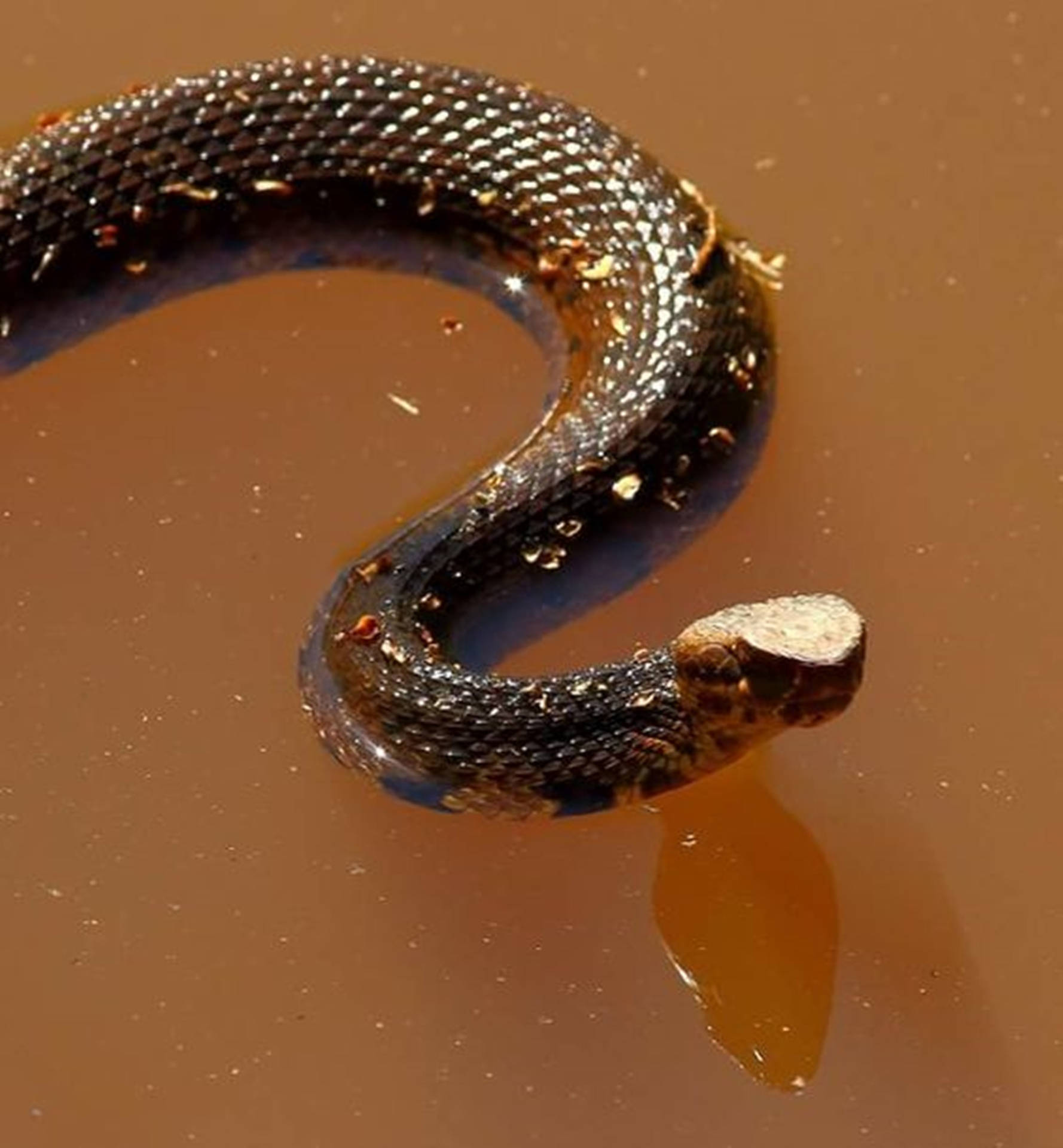 Captivating Image Of A Dark Brown Water Moccasin In Mud Background