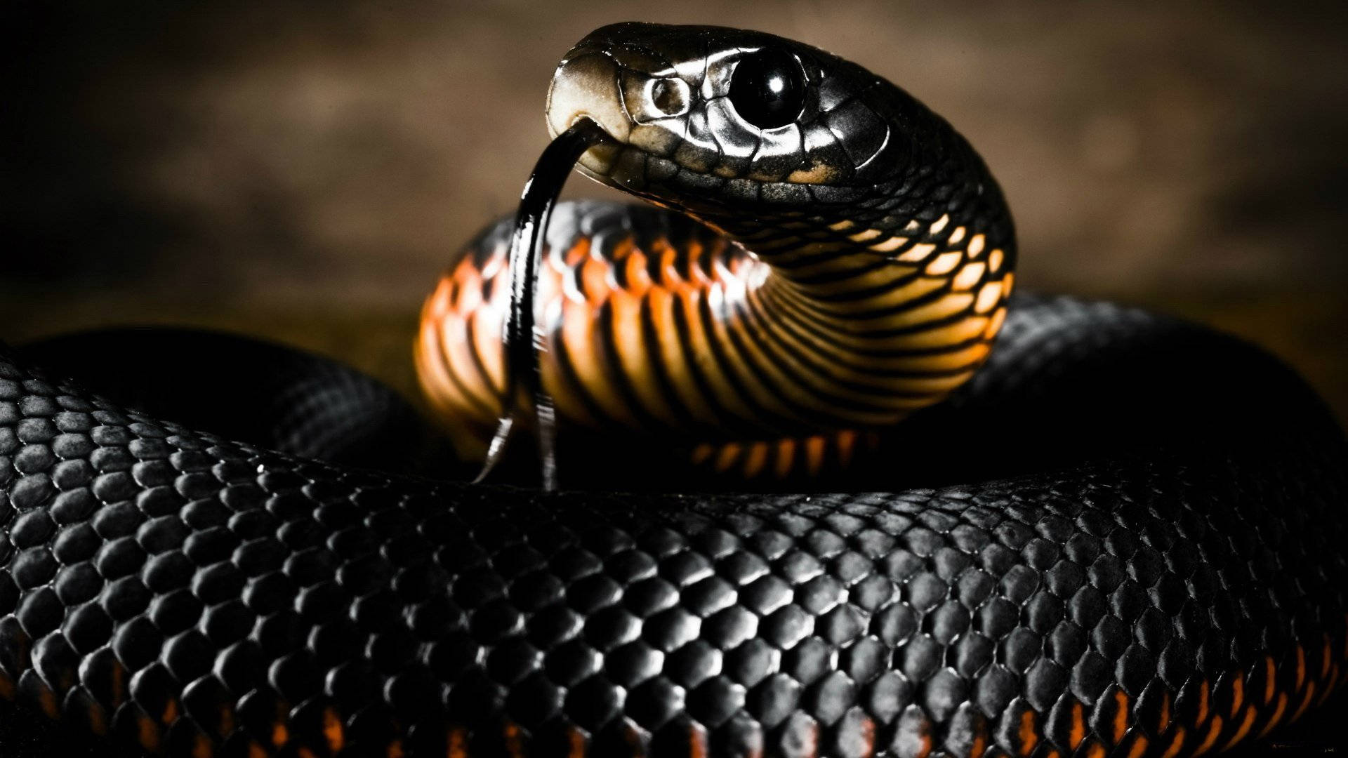 Captivating Image Of An Orange And Black Mamba Snake Background