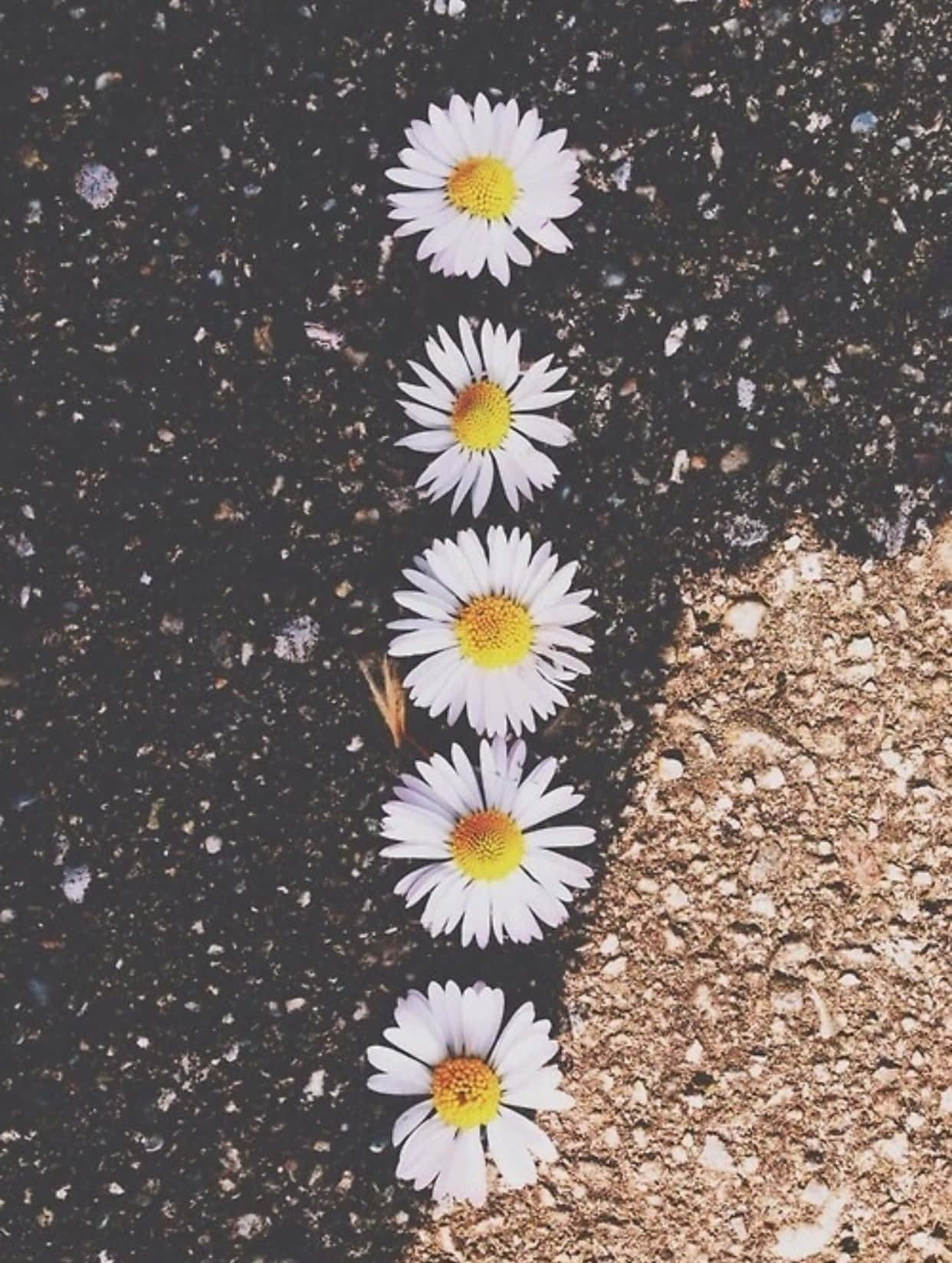 Captivating Indie Flower Wallpaper