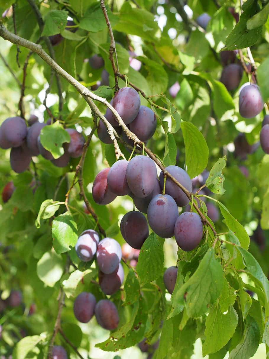 Captivating Italian Prune Plum Tree Laden With Ripe Fruit Background