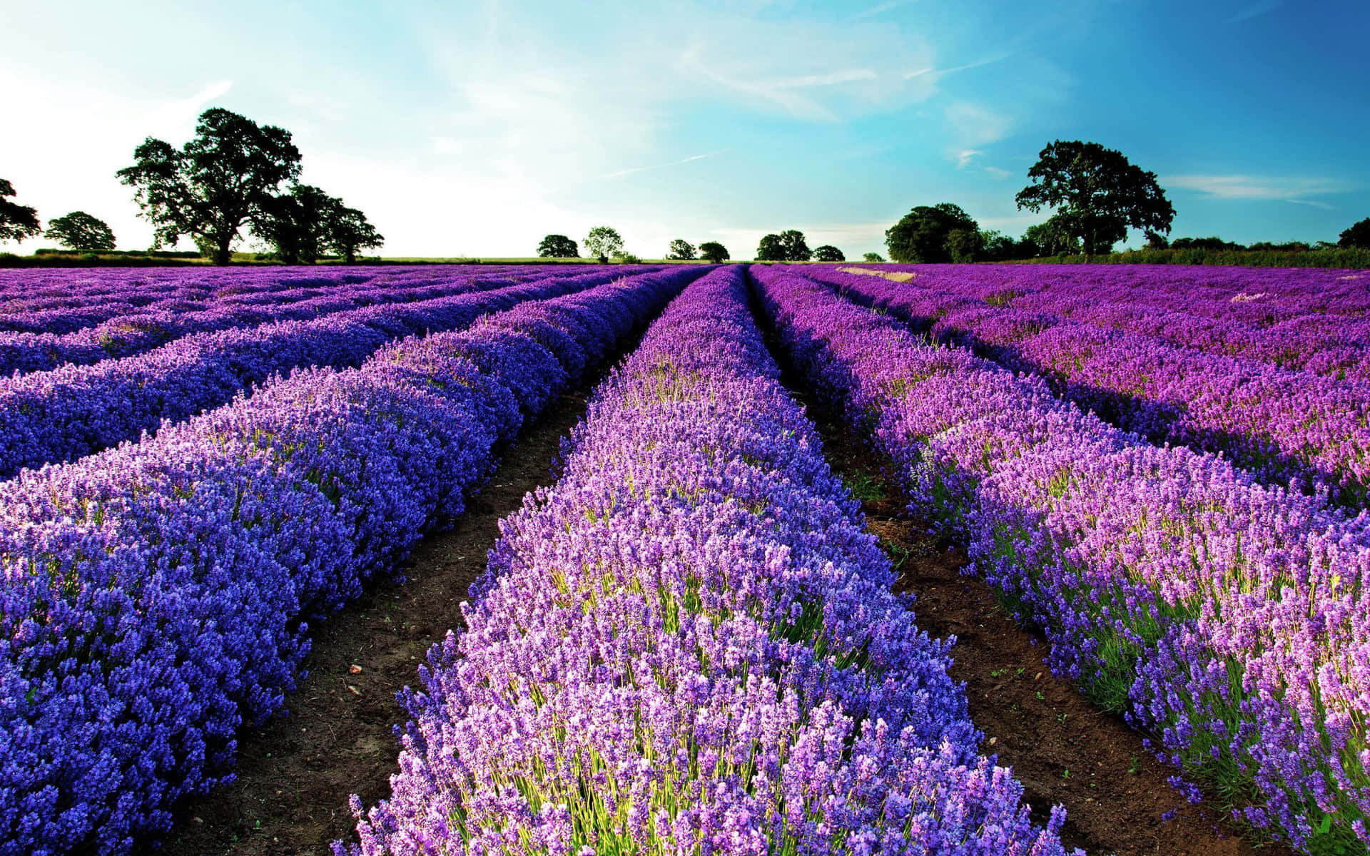Captivating Lavender Purple Wallpaper