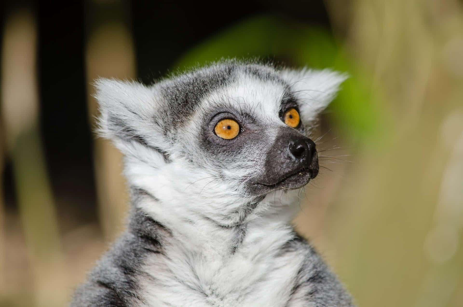 Captivating Lemur In Its Natural Habitat Background