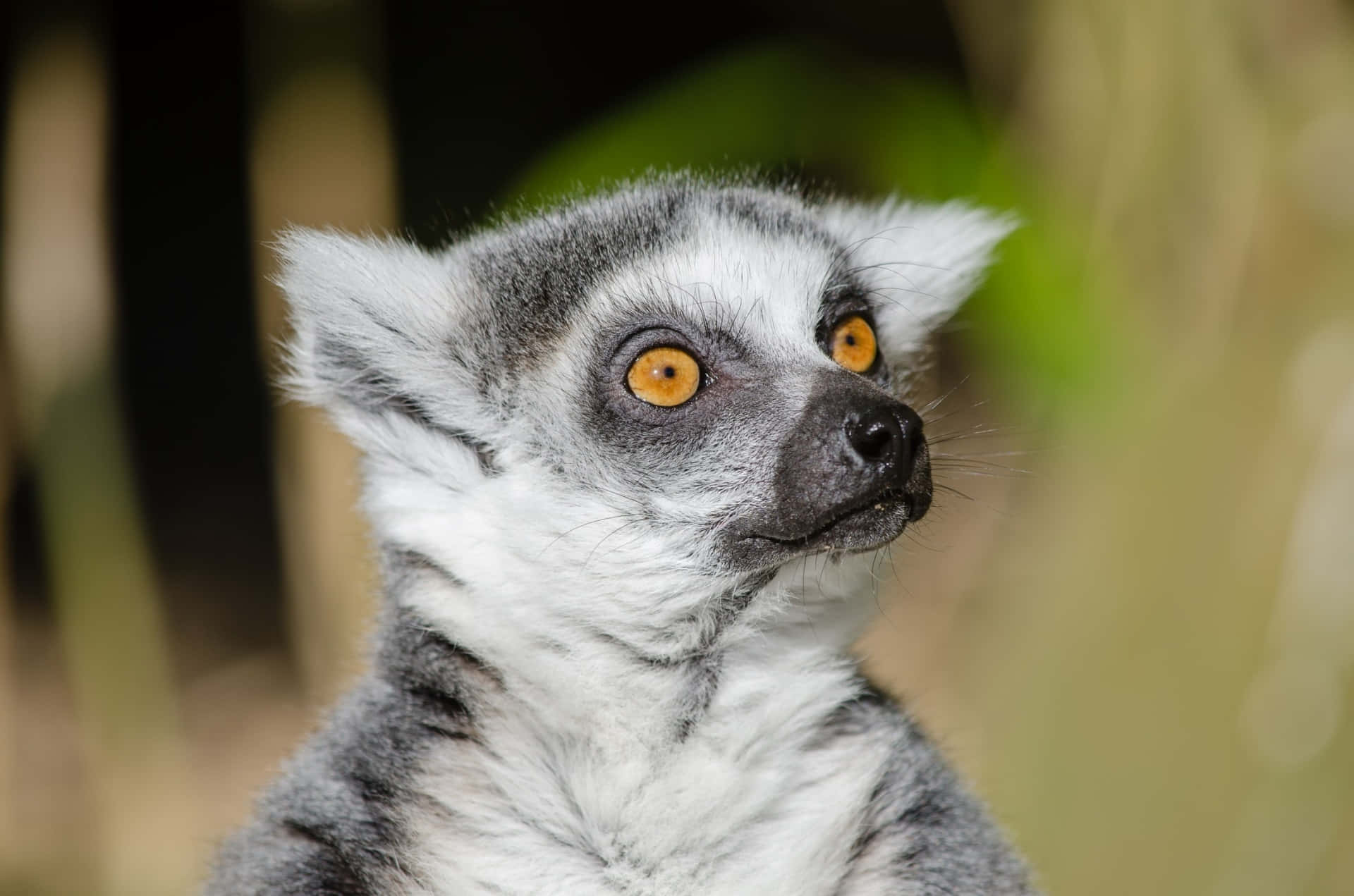 Captivating Lemur In Its Natural Habitat