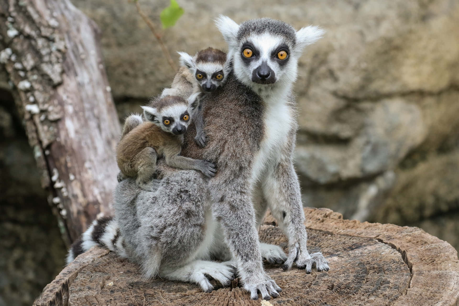 Captivating Lemur On A Branch