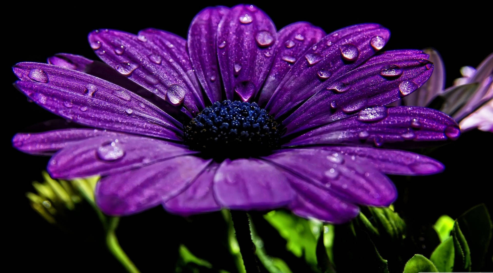 Captivating Macro Shot Of Cape Marguerite Purple Flowers Background