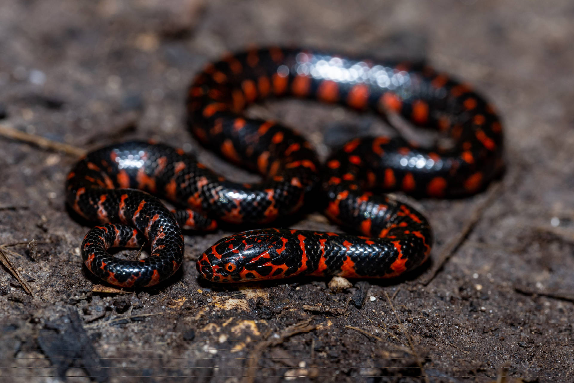 Captivating Mud Snake Exhibiting Vibrant Red Patterns Background