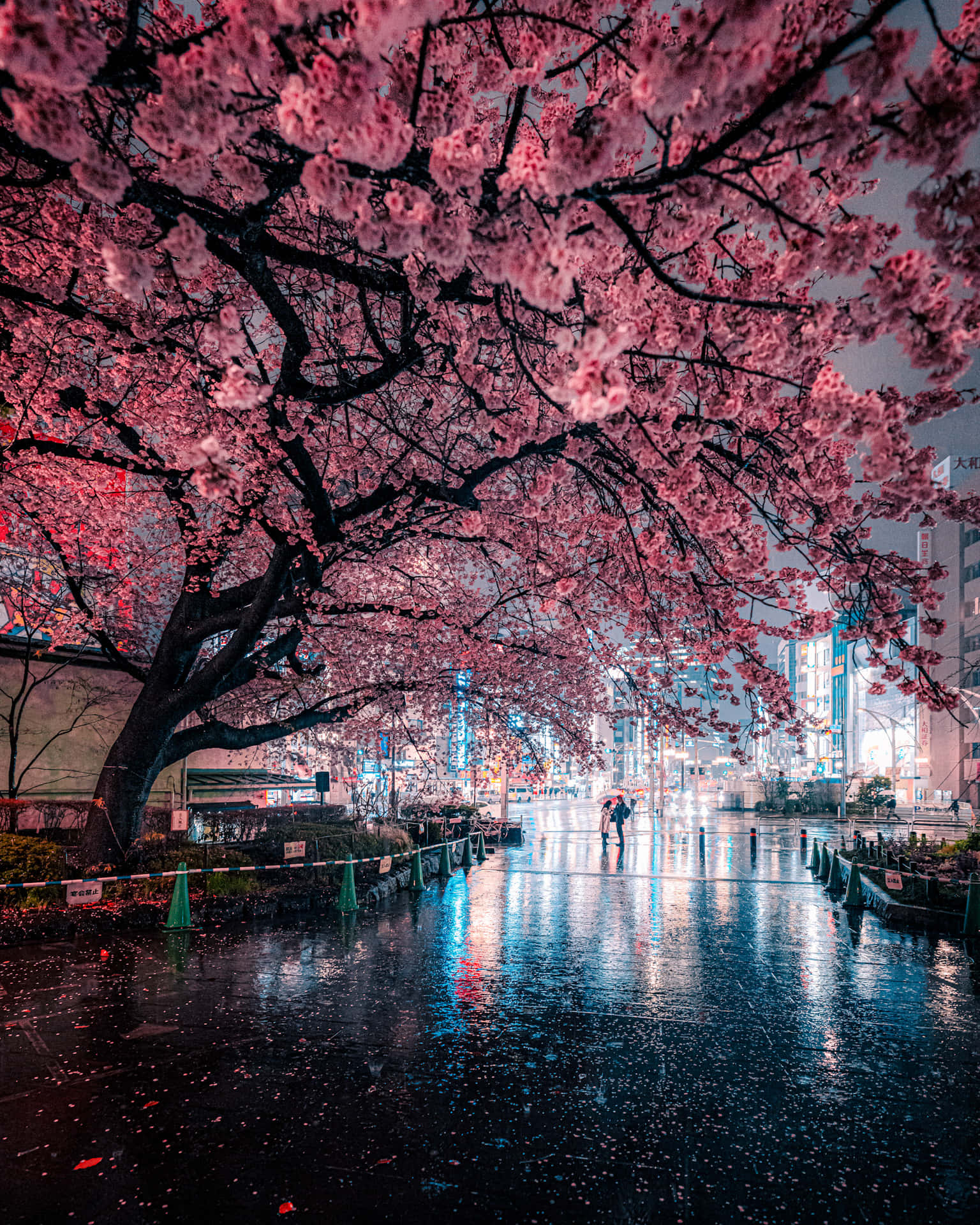 Captivating Night View Of Pink Cherry Blossom Trees Background