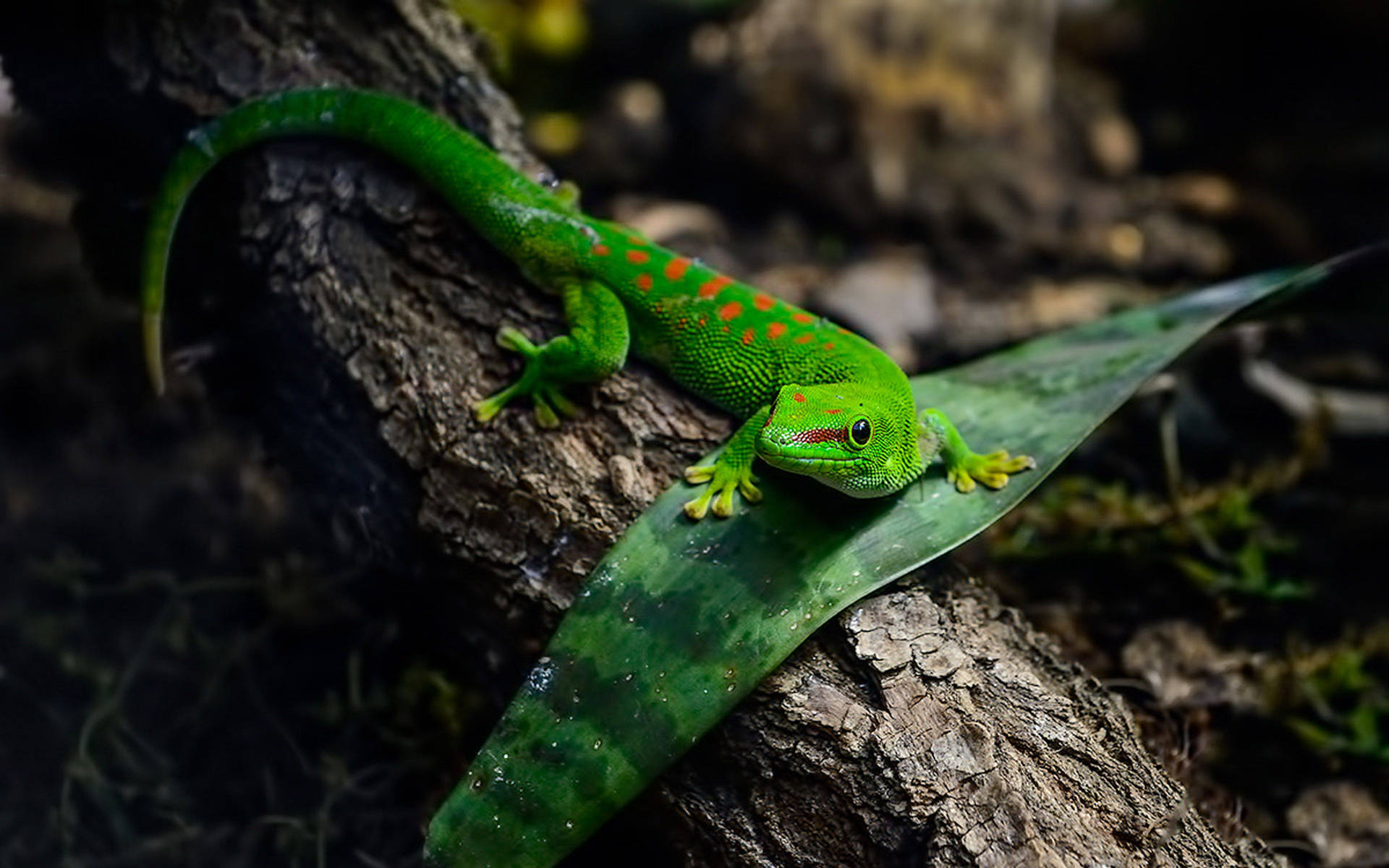Captivating Orange-spotted Green Gecko Background