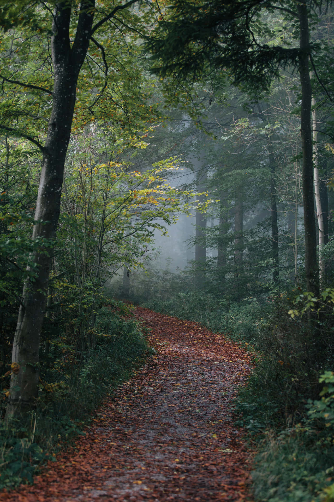 Captivating Path Through Foggy Forest Background