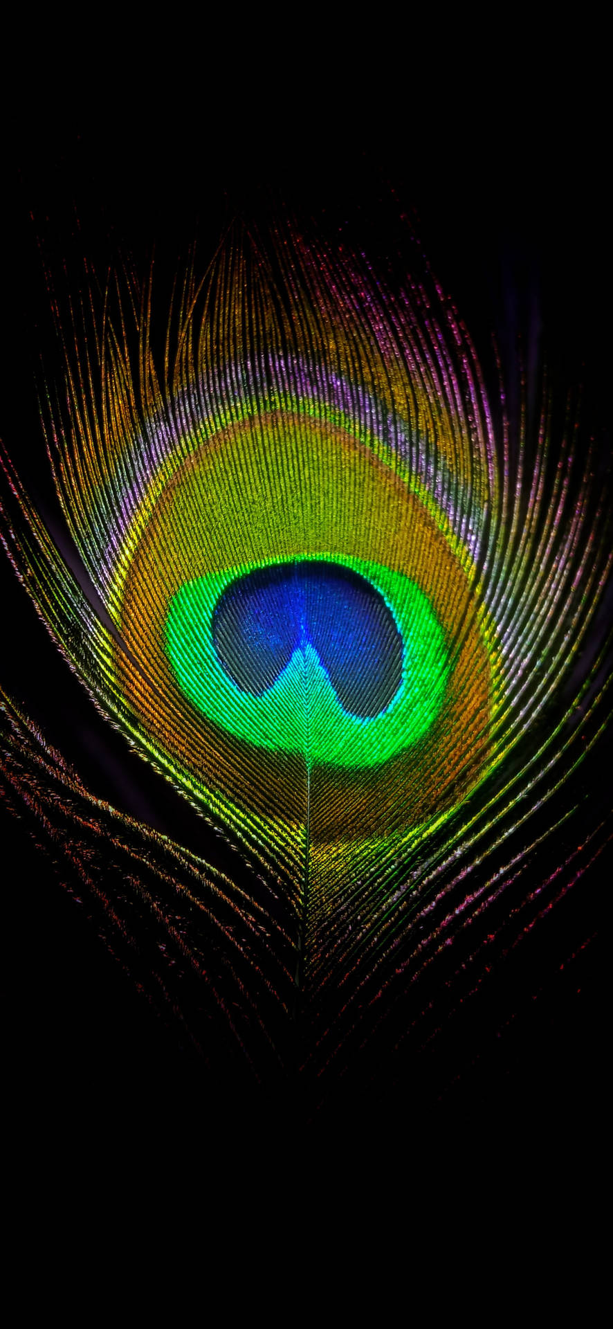 Captivating Peacock Feather On A Black Background