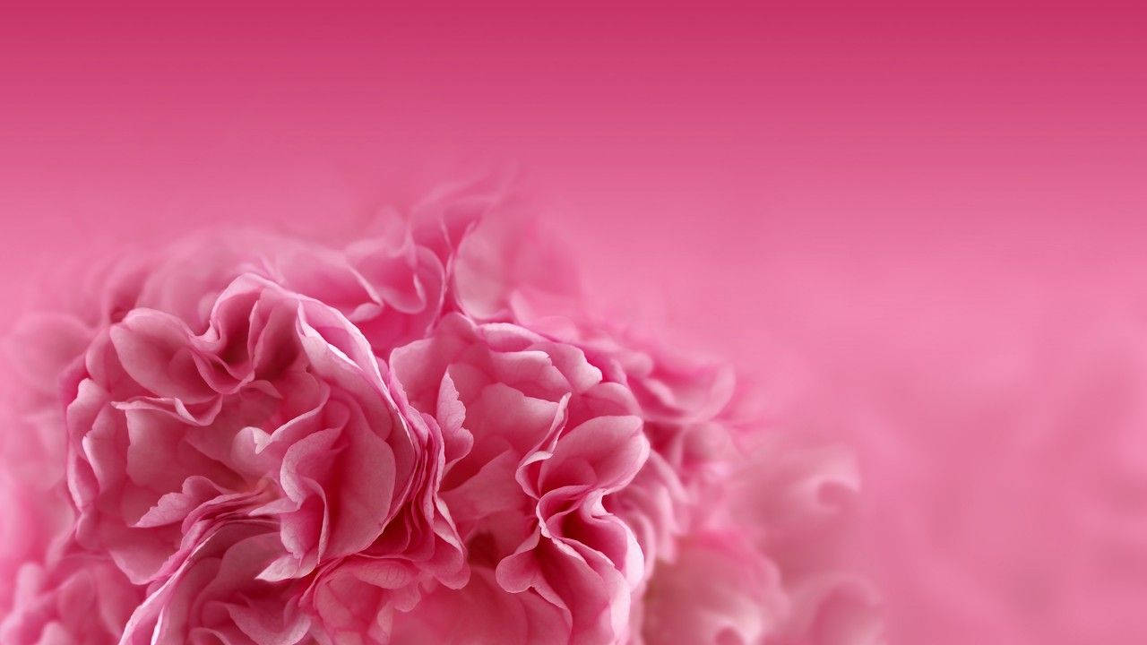 Captivating Pink Carnation Flowers In Full Bloom Background