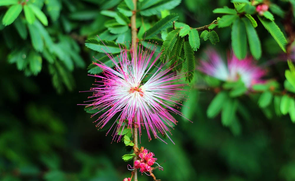Captivating Pink Mimosa Bloom In Full Splendor Background