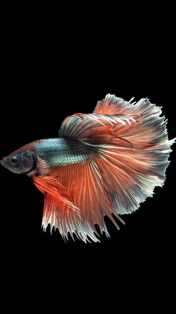 Captivating Pink-orange Betta Fish