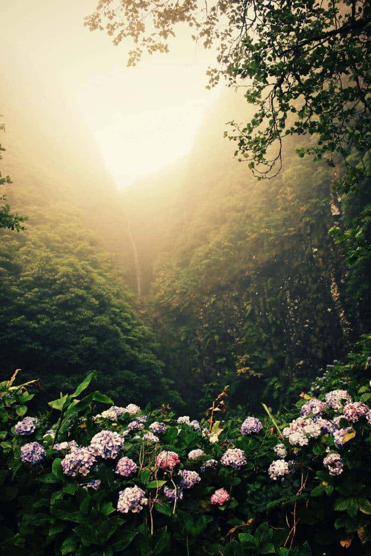 Captivating Portrait In A Rainforest Garden