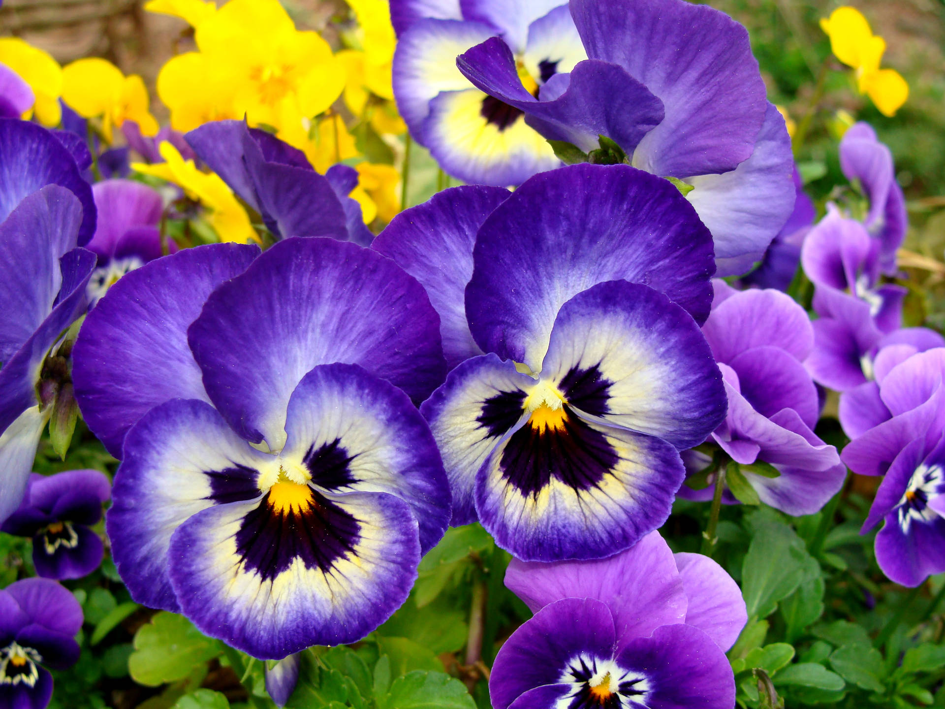 Captivating Purple Pansy Blooms In Garden Background