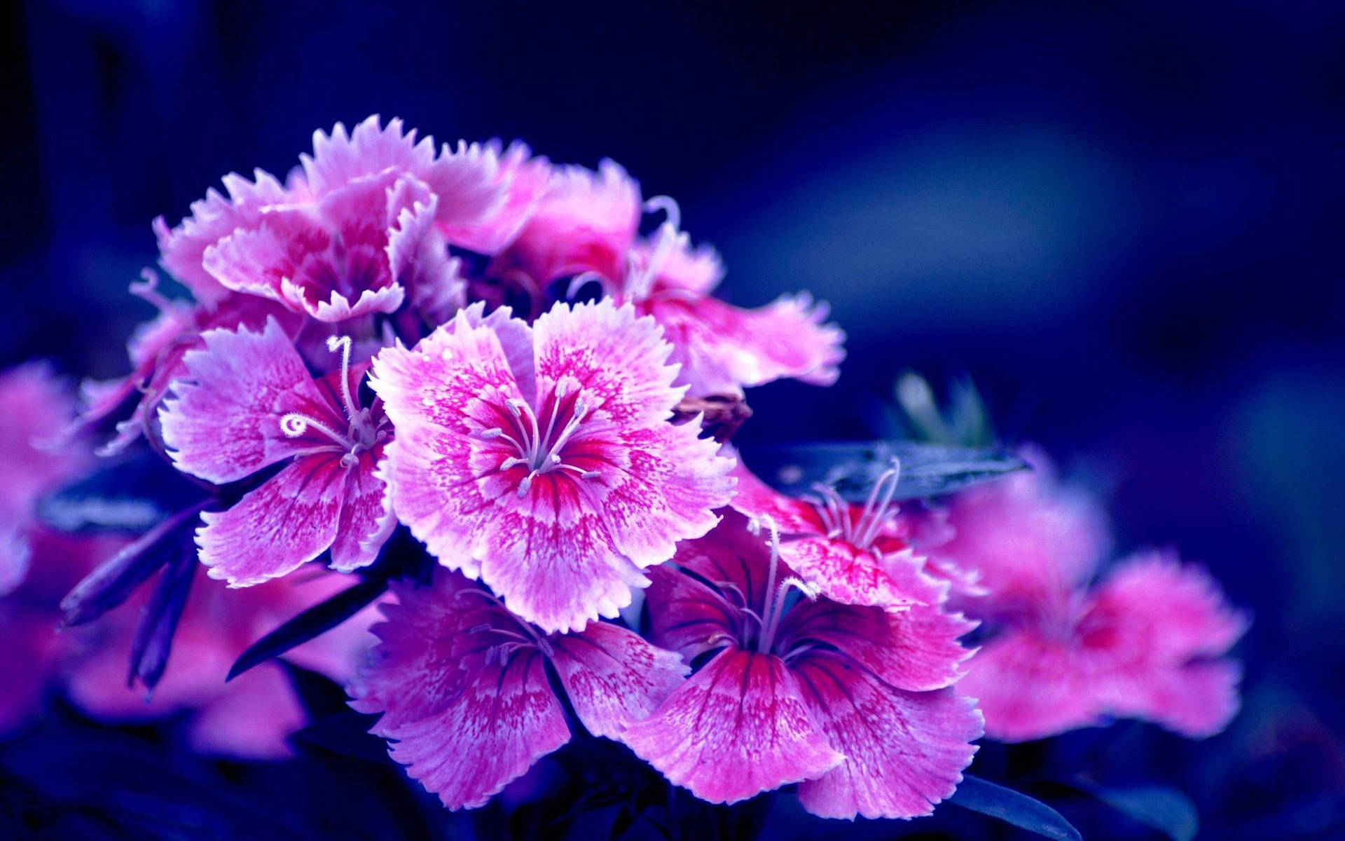 Captivating Purple Turkish Carnations Background