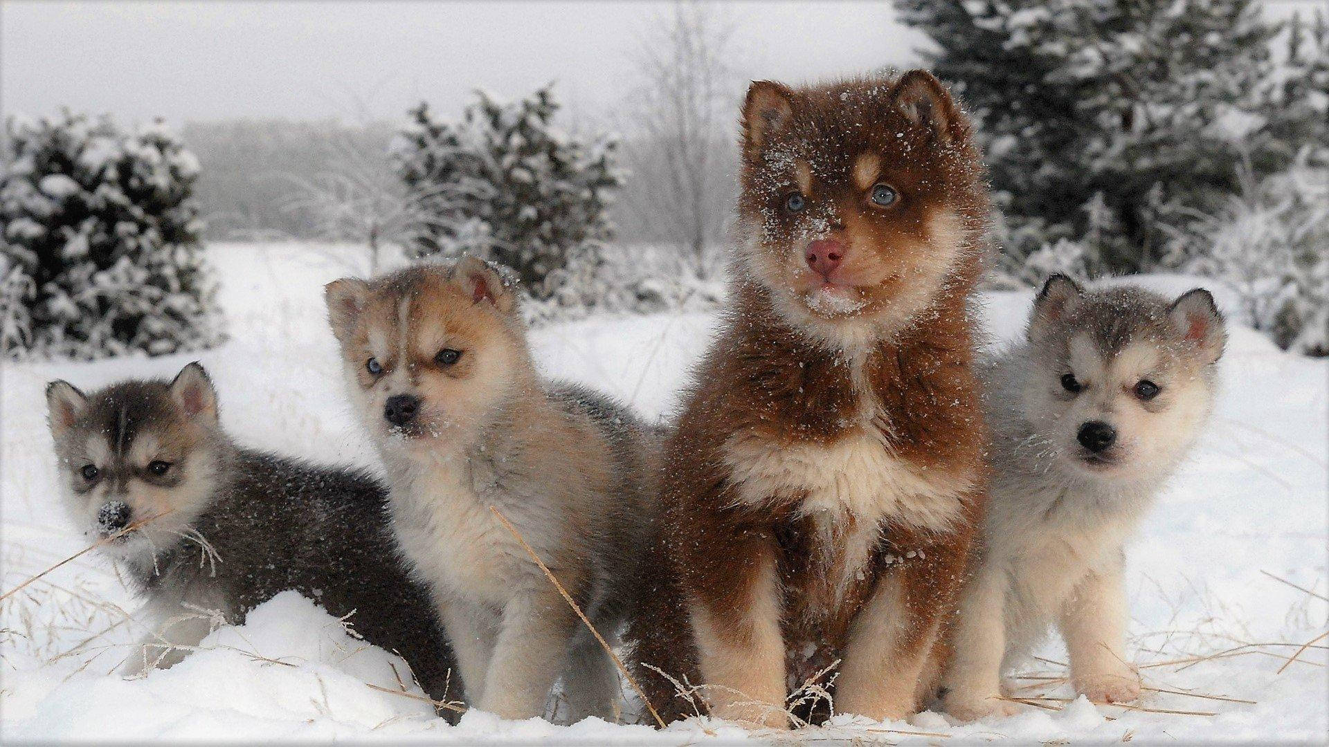 Captivating Quartet Of Diverse Husky Puppies Background