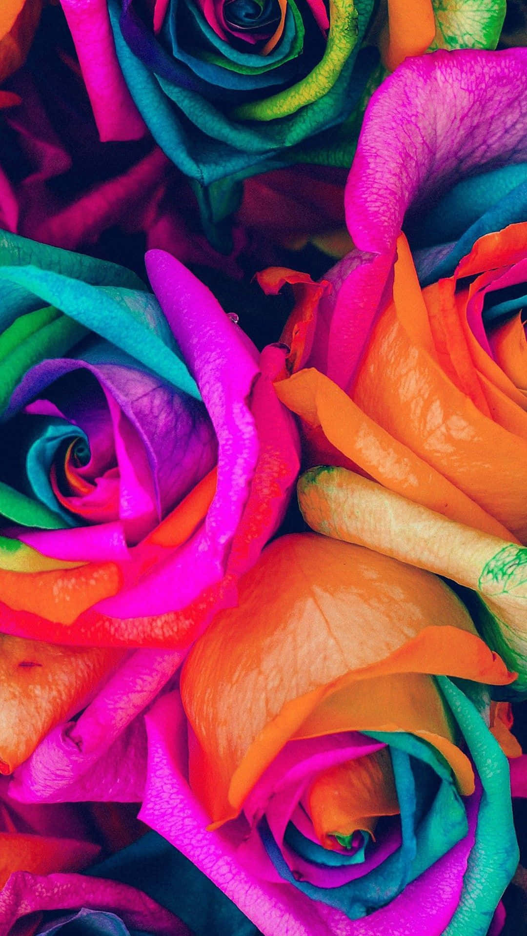 Captivating Rainbow Flower Iphone Wallpaper Background