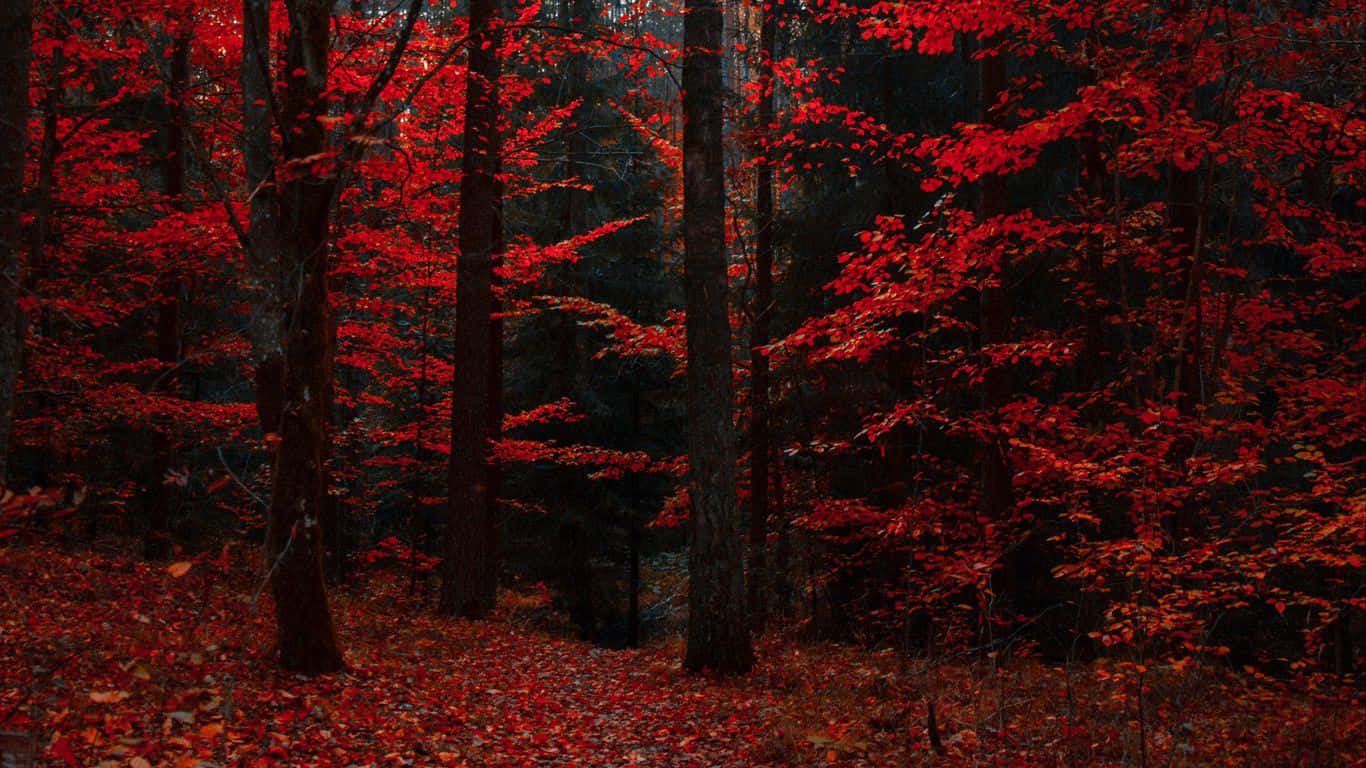Captivating Red Forest At Dusk Background
