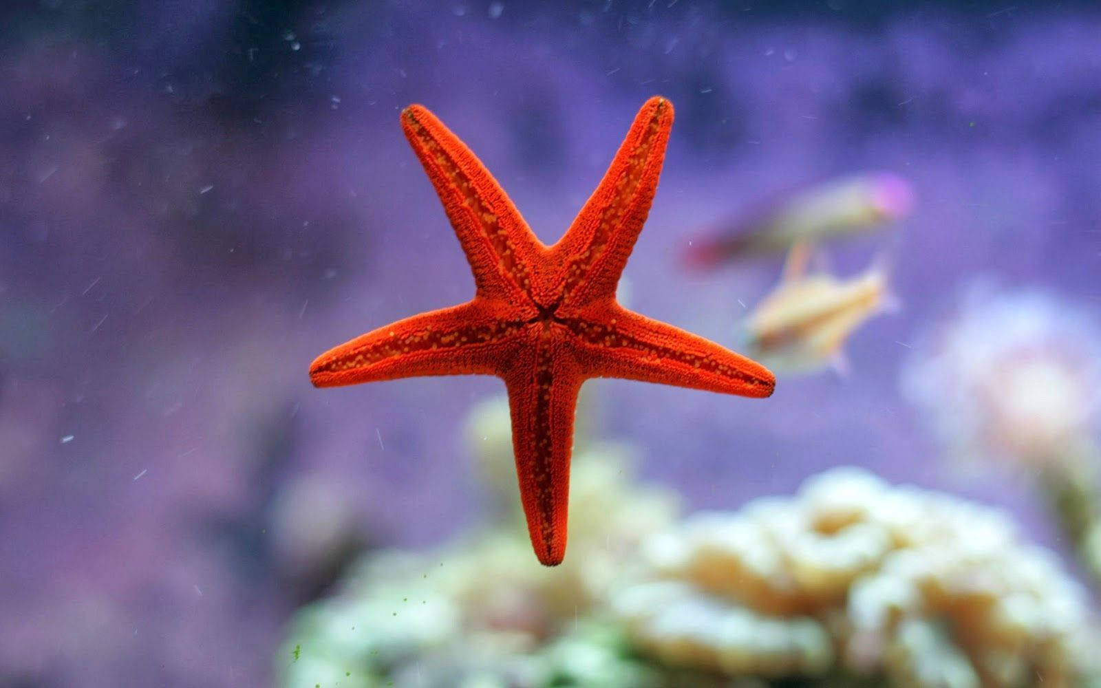 Captivating Red Starfish On Glass