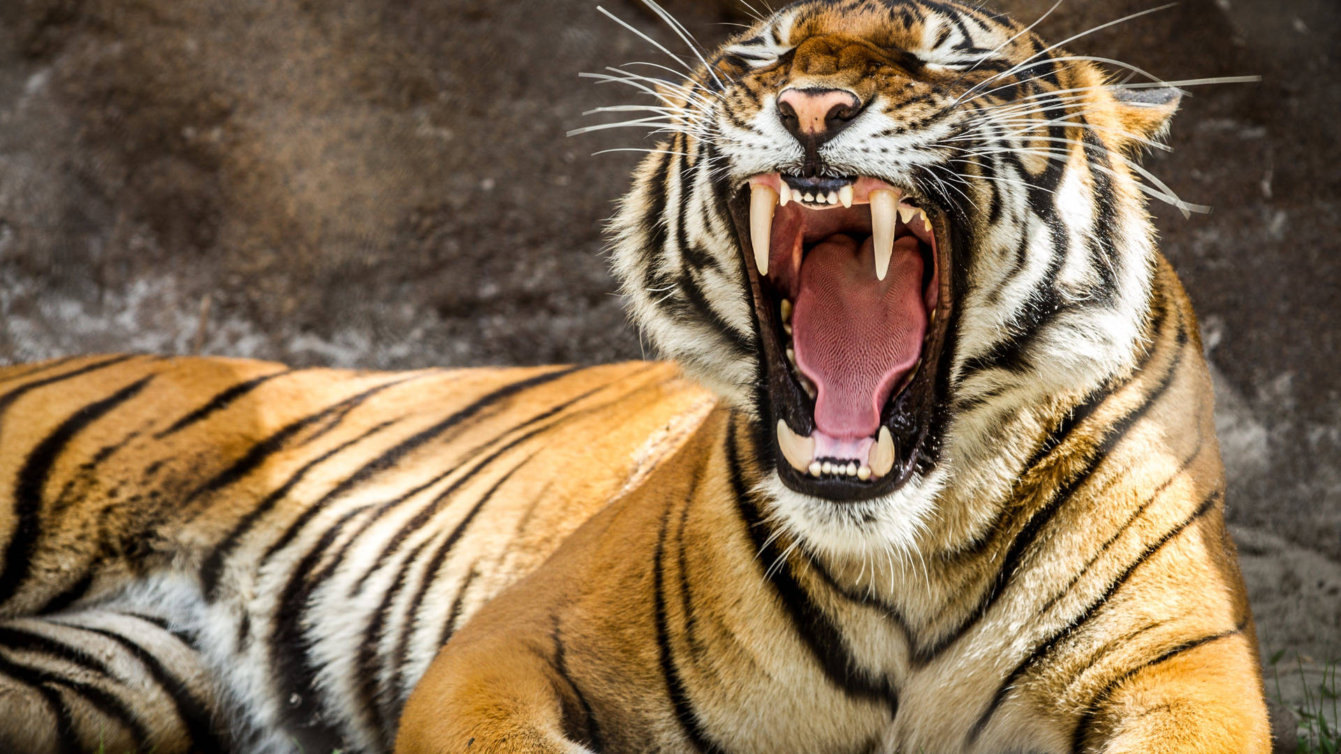 Captivating Roar: Majesty Of The Wilderness In Hd Background