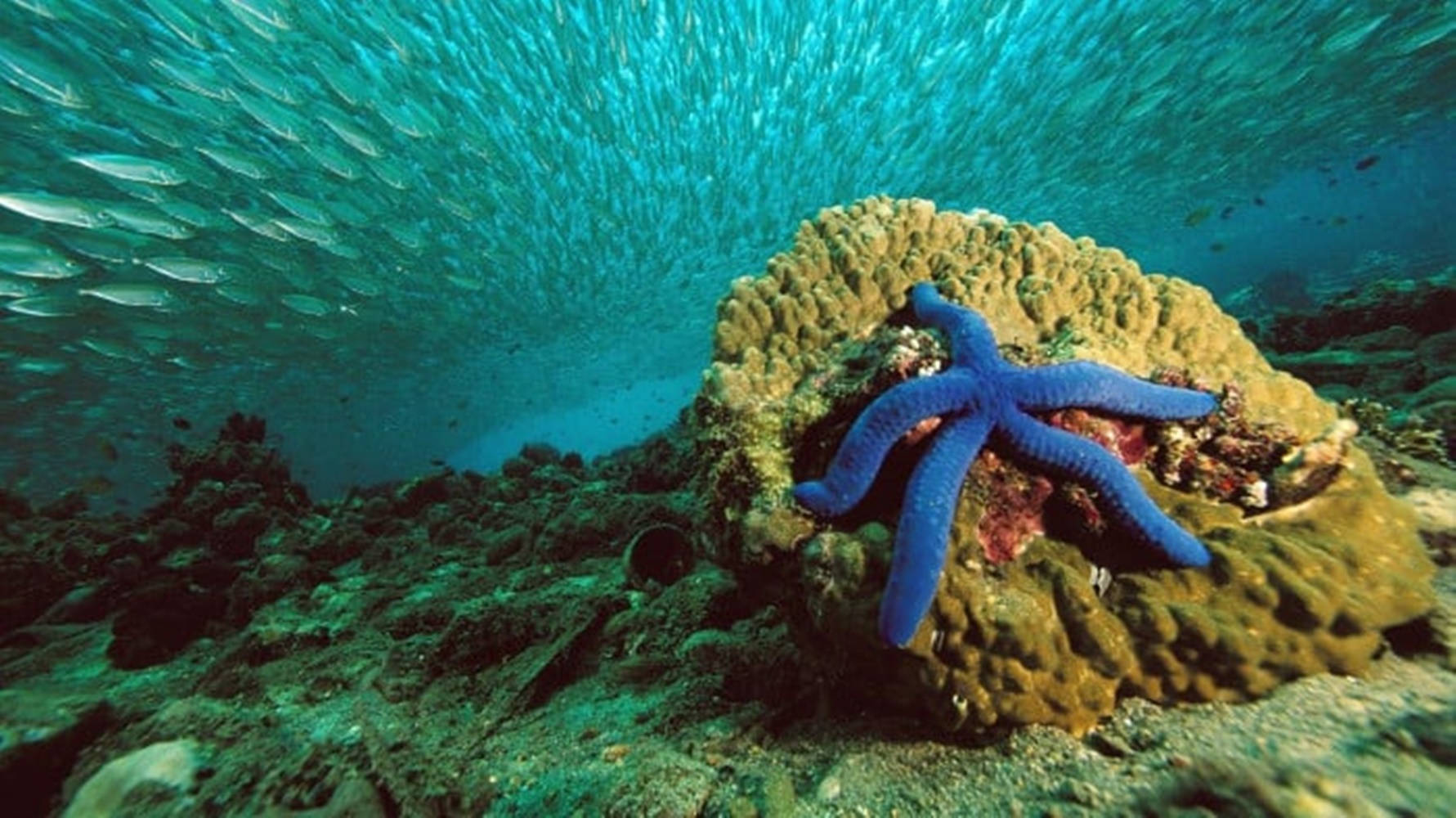 Captivating Royal Blue Starfish Background