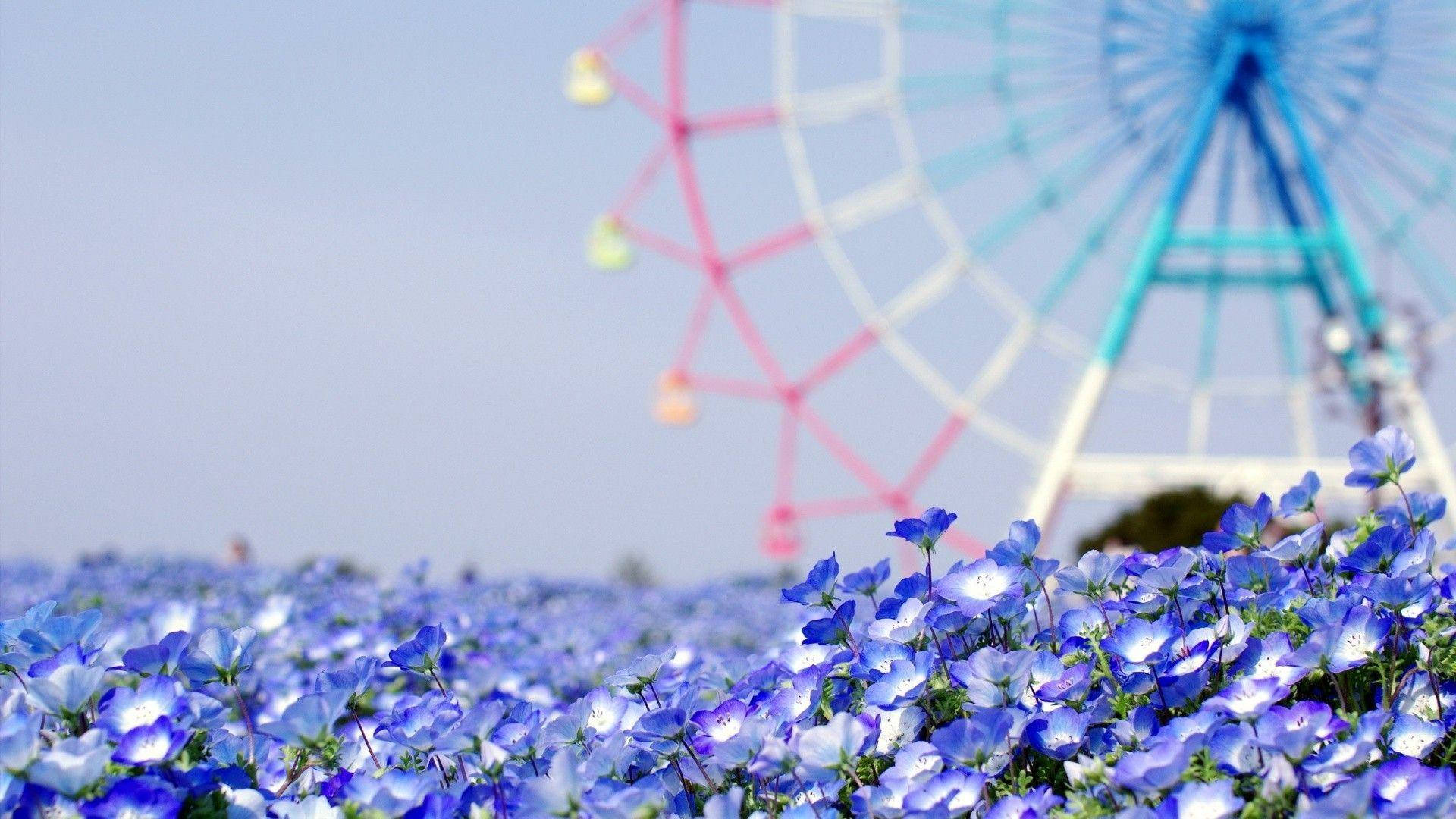 Captivating Scenery Of A Blurry Ferris Wheel Amidst Blooming Blue Flowers Background