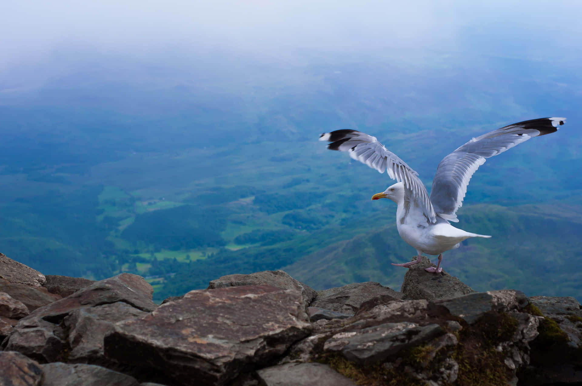 Captivating Seagull In Flight