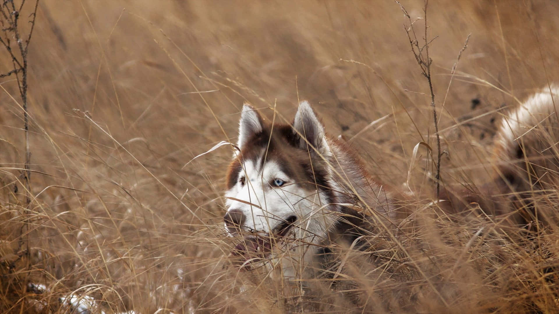 Captivating Siberian Husky In Wild Grasslands