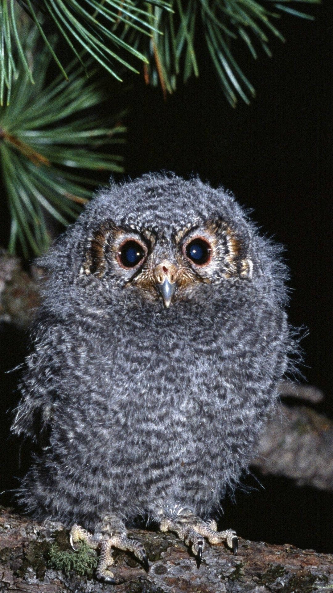 Captivating Sight Of A Gray Baby Owl