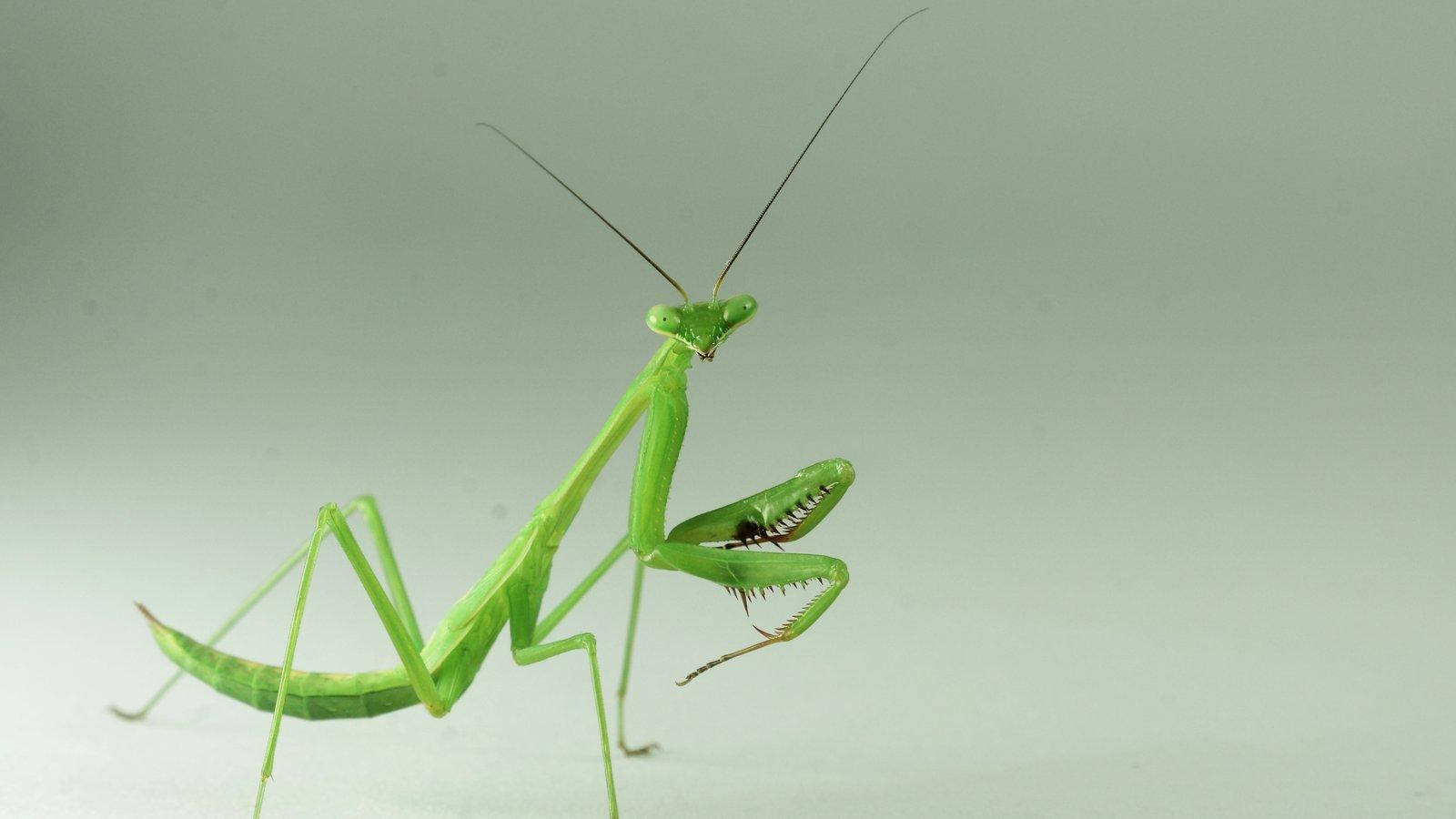 Captivating Sight Of Yellow-green Praying Mantis Background