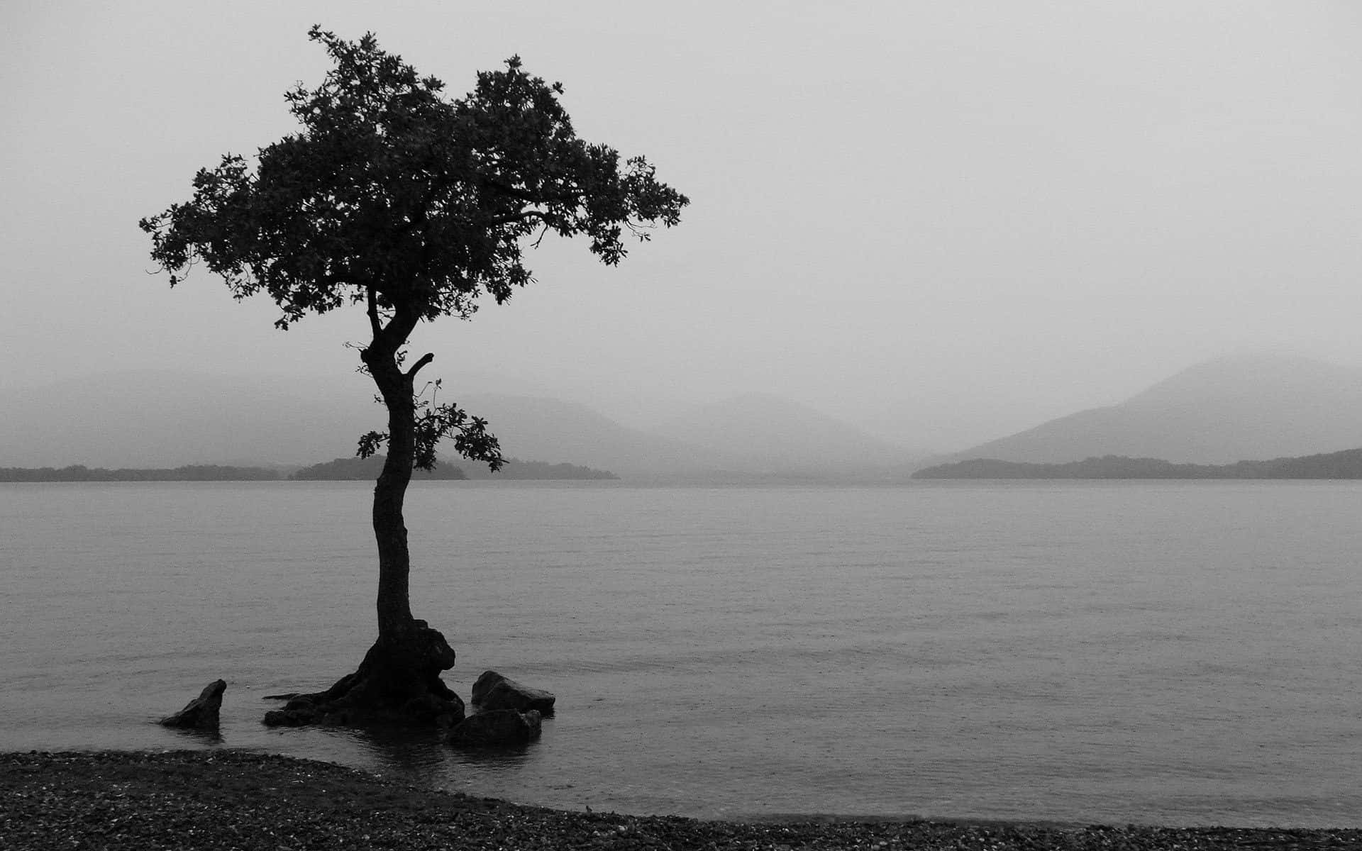 Captivating Silhouette Of A Tree In Black And White Background