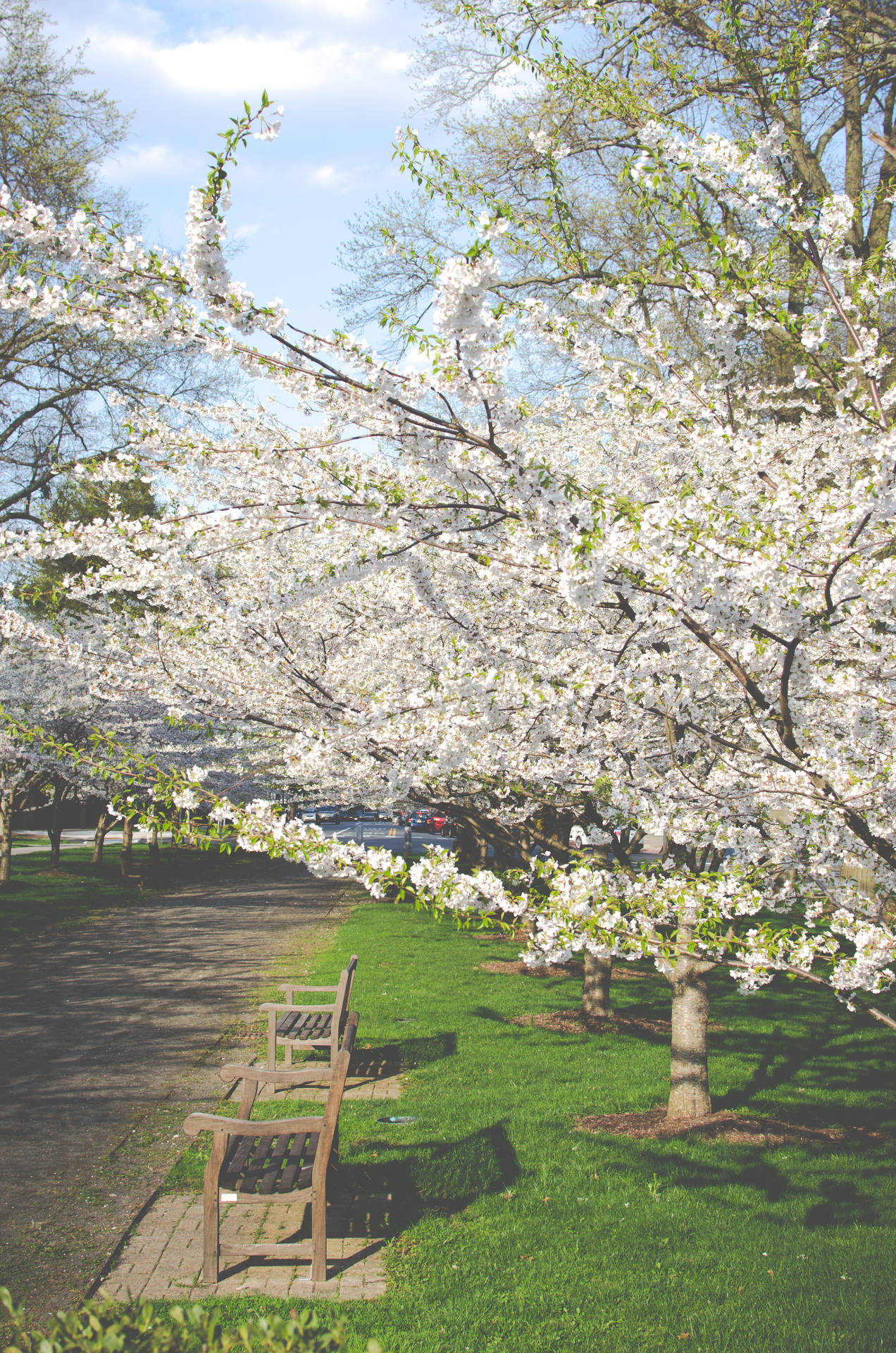 Captivating Spring Blossom Background