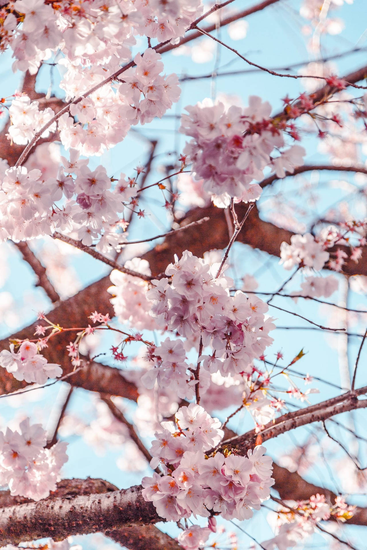 Captivating Spring Cherry Blossom Floral Phone Wallpaper