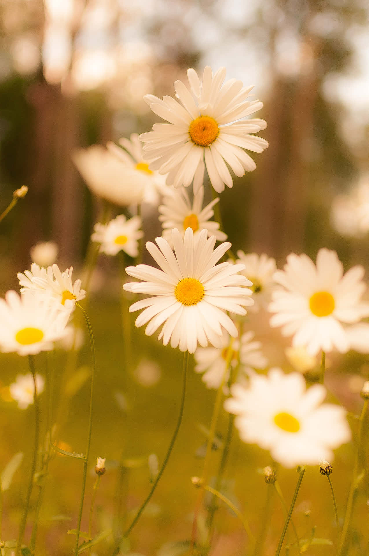 Captivating Spring Daisy Iphone Wallpaper Background