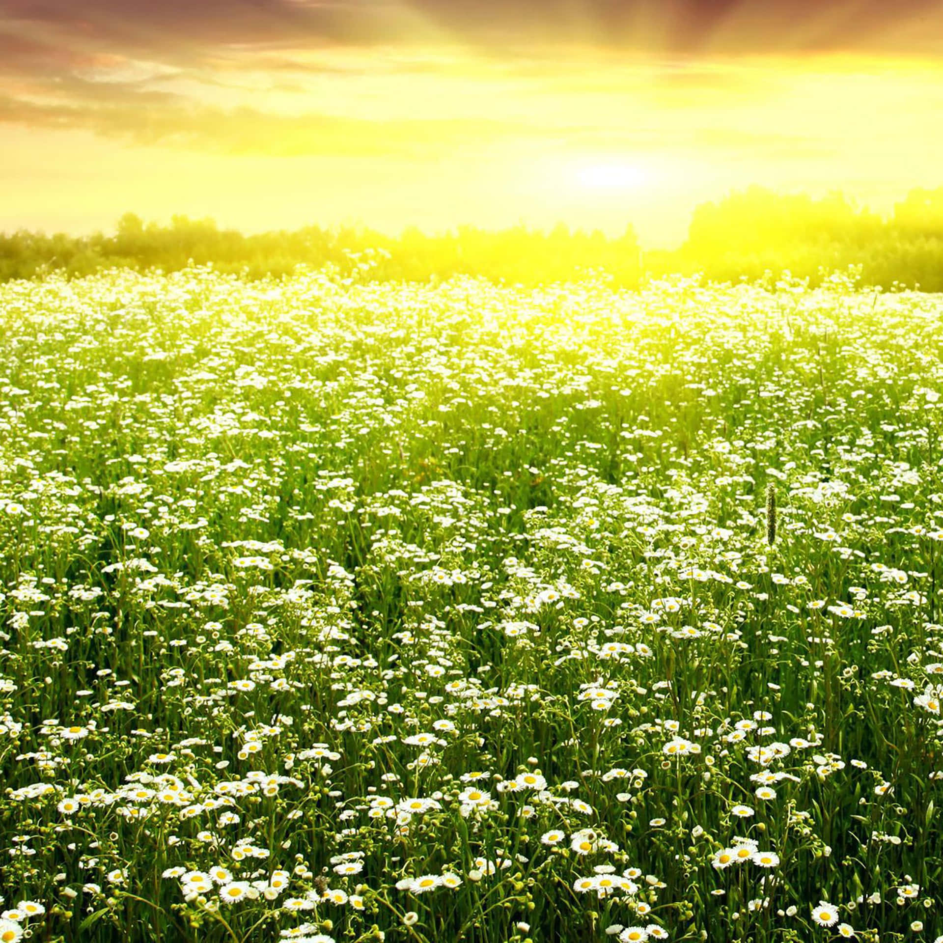 Captivating Spring Scenery On Ipad Wallpaper Background