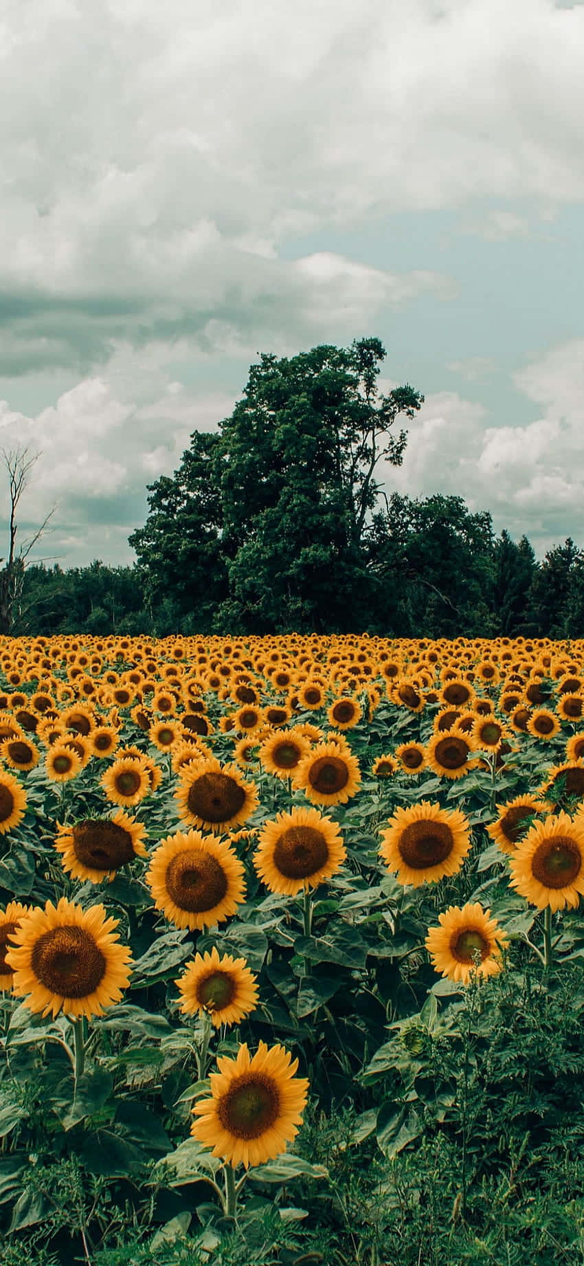 Captivating Sunflower Image For Your Aesthetic Iphone Background